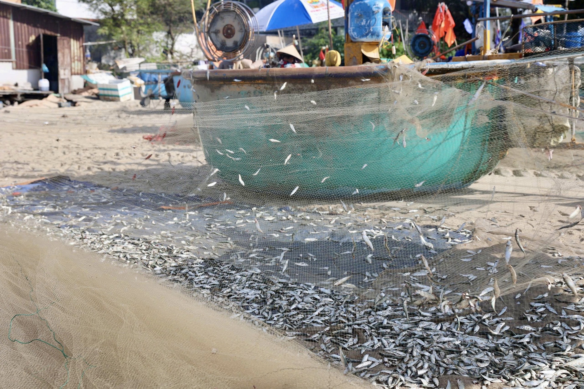 Ngư dân TP HCM trúng "lộc trời" mùa cá mai - Ảnh 7.