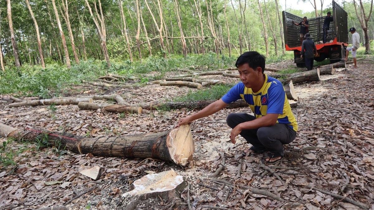 Hơn 300 tỉ đồng giải phóng mặt bằng làm cao tốc TP HCM - Thủ Dầu Một - Chơn Thành qua Đồng Nai - Ảnh 1.