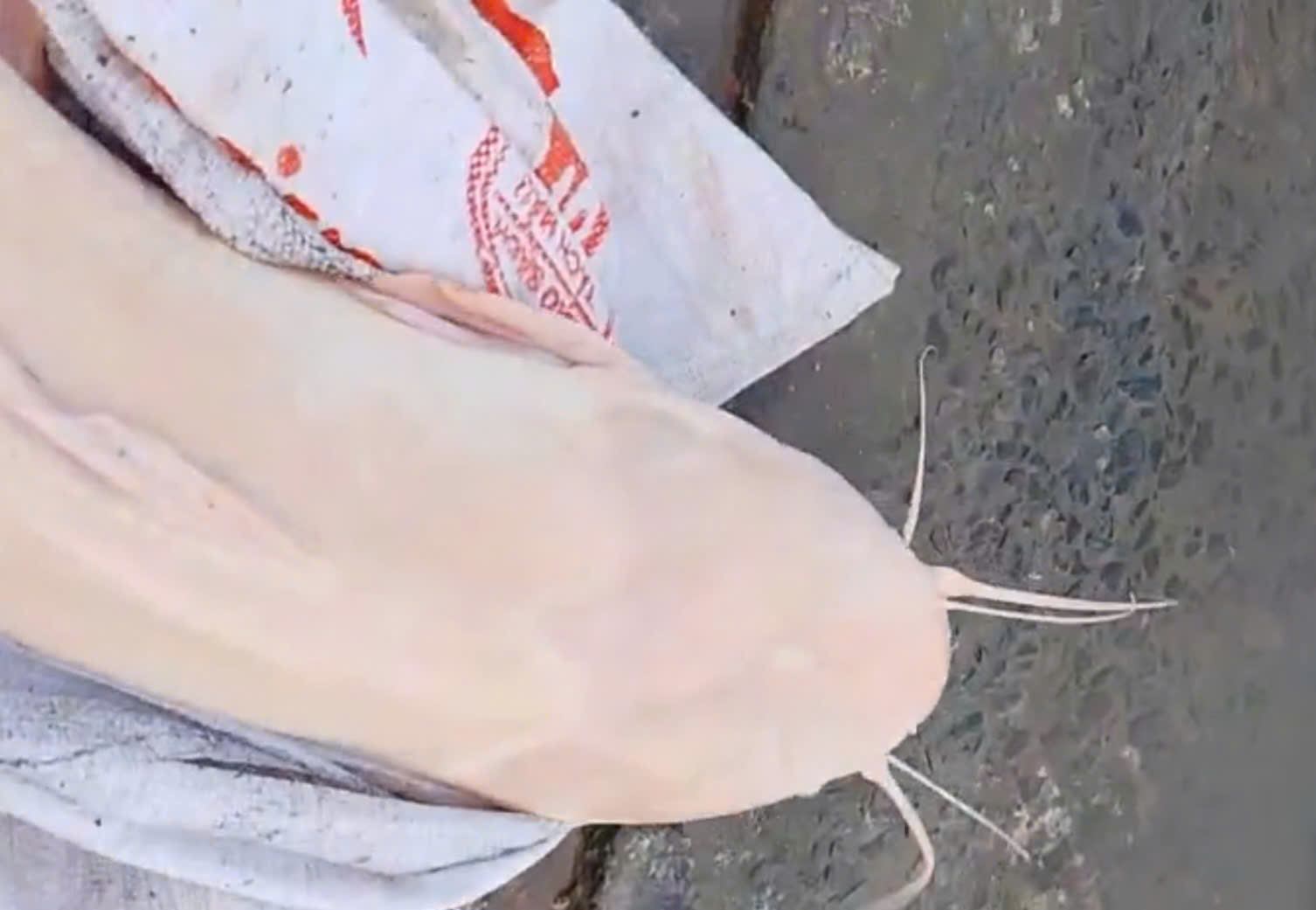 Người dân An Giang bắt được 2 con cá trê khủng dài 1 , 4 m tại đồng - Ảnh 2. Người dân An Giang bắt được 2 con cá trê khủng dài 1 , 4 m tại đồng - Ảnh 2.