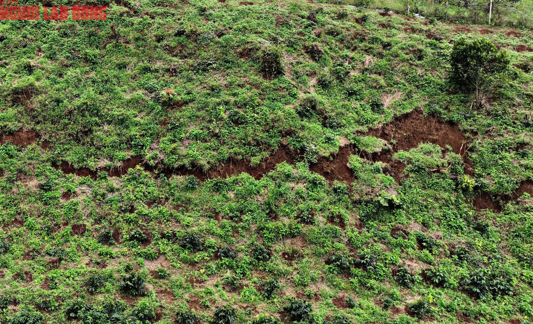 Ngọn đồi ở Lâm Đồng nứt lớn, khẩn cấp di dời hàng chục hộ dân - Ảnh 2.