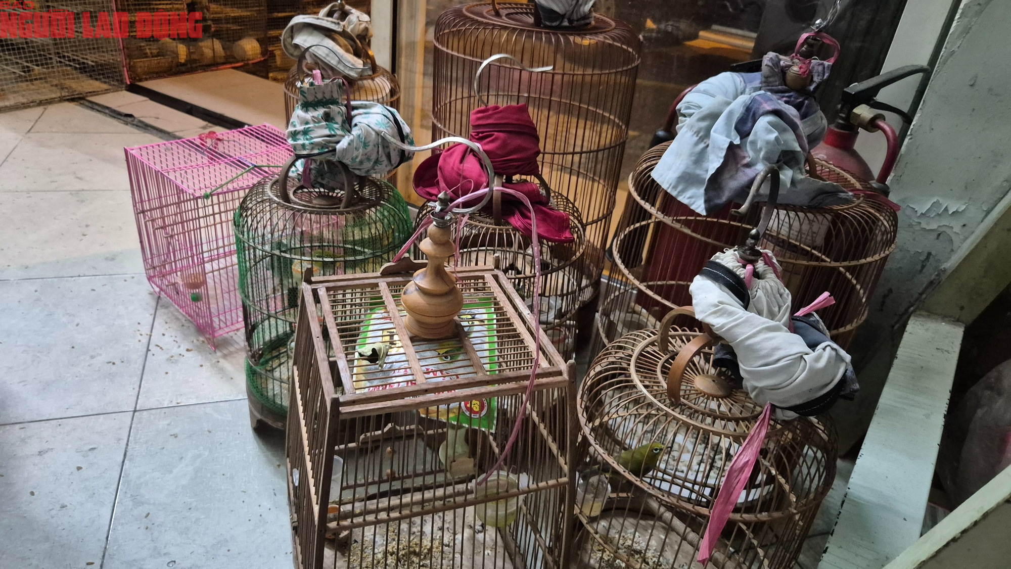 TPHCM xử lý tiểu thương lấn chiếm lòng đường bán chim hoang dã trái phép - Ảnh 5. TPHCM xử lý tiểu thương lấn chiếm lòng đường bán chim hoang dã trái phép - Ảnh 5.