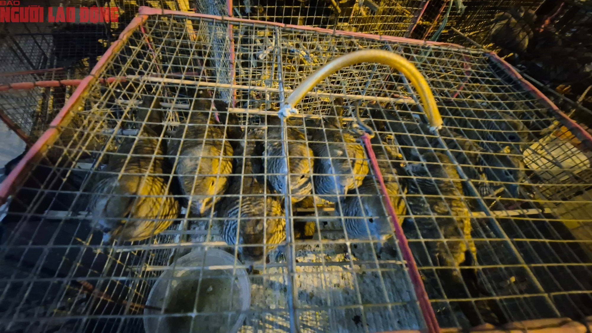 TPHCM xử lý tiểu thương lấn chiếm lòng đường bán chim hoang dã trái phép - Ảnh 7. TPHCM xử lý tiểu thương lấn chiếm lòng đường bán chim hoang dã trái phép - Ảnh 7.