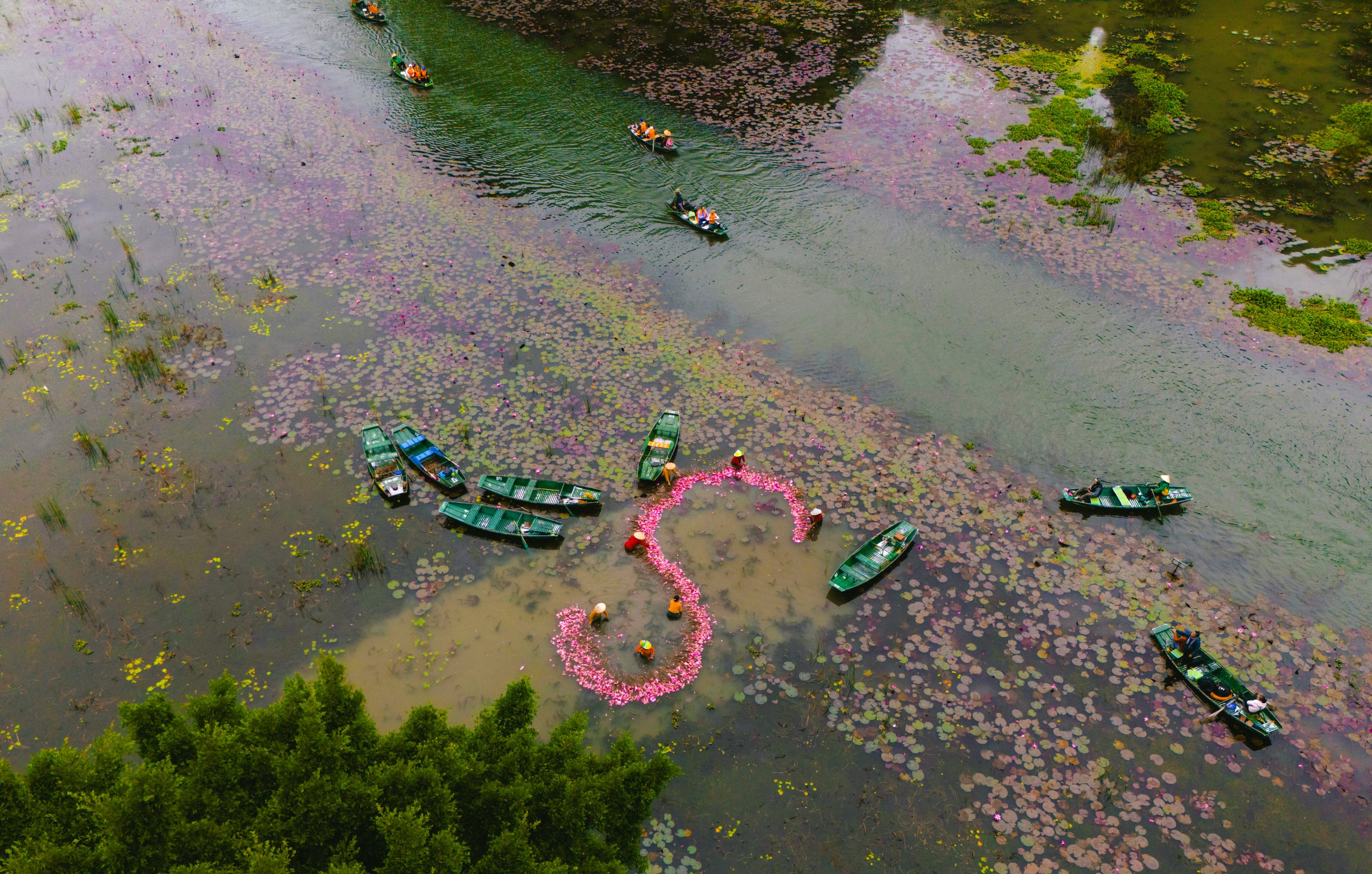 Tam Cốc ngọt lịm mùa hoa súng - Ảnh 8.