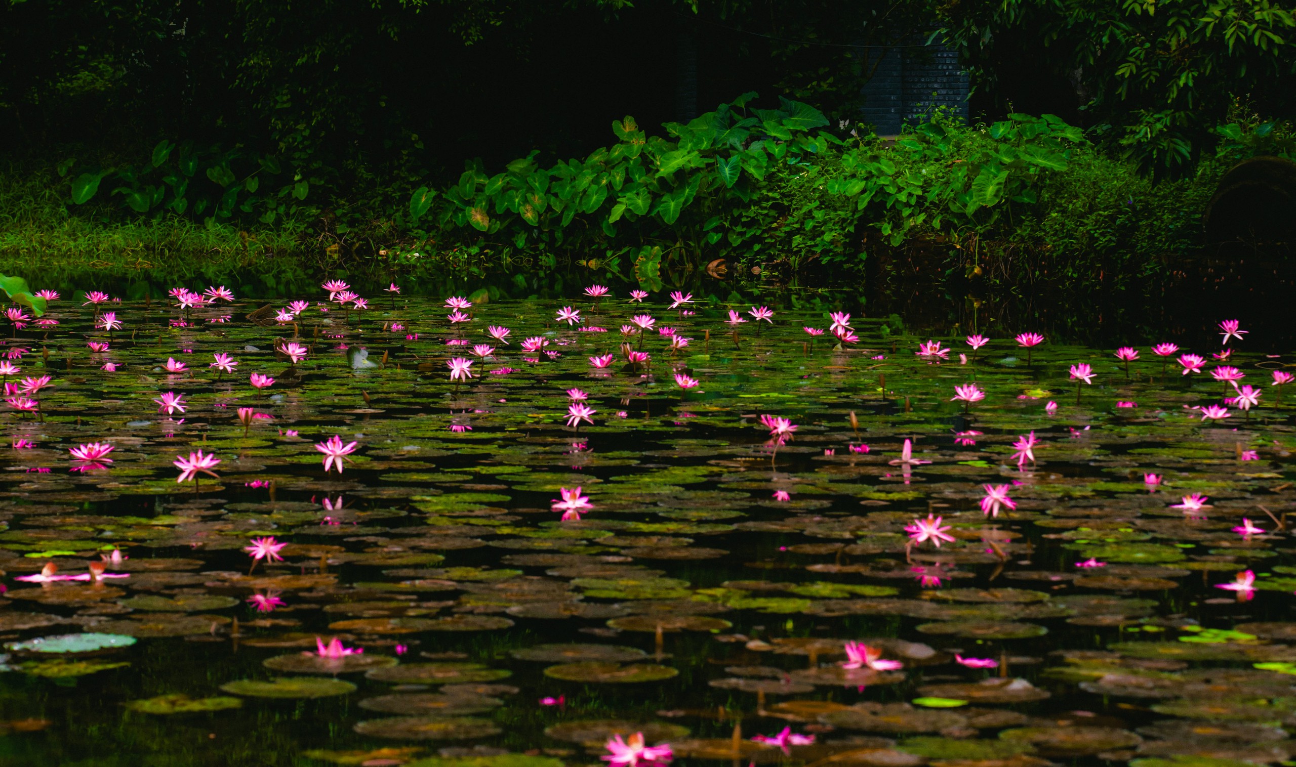 Tam Cốc ngọt lịm mùa hoa súng - Ảnh 12.