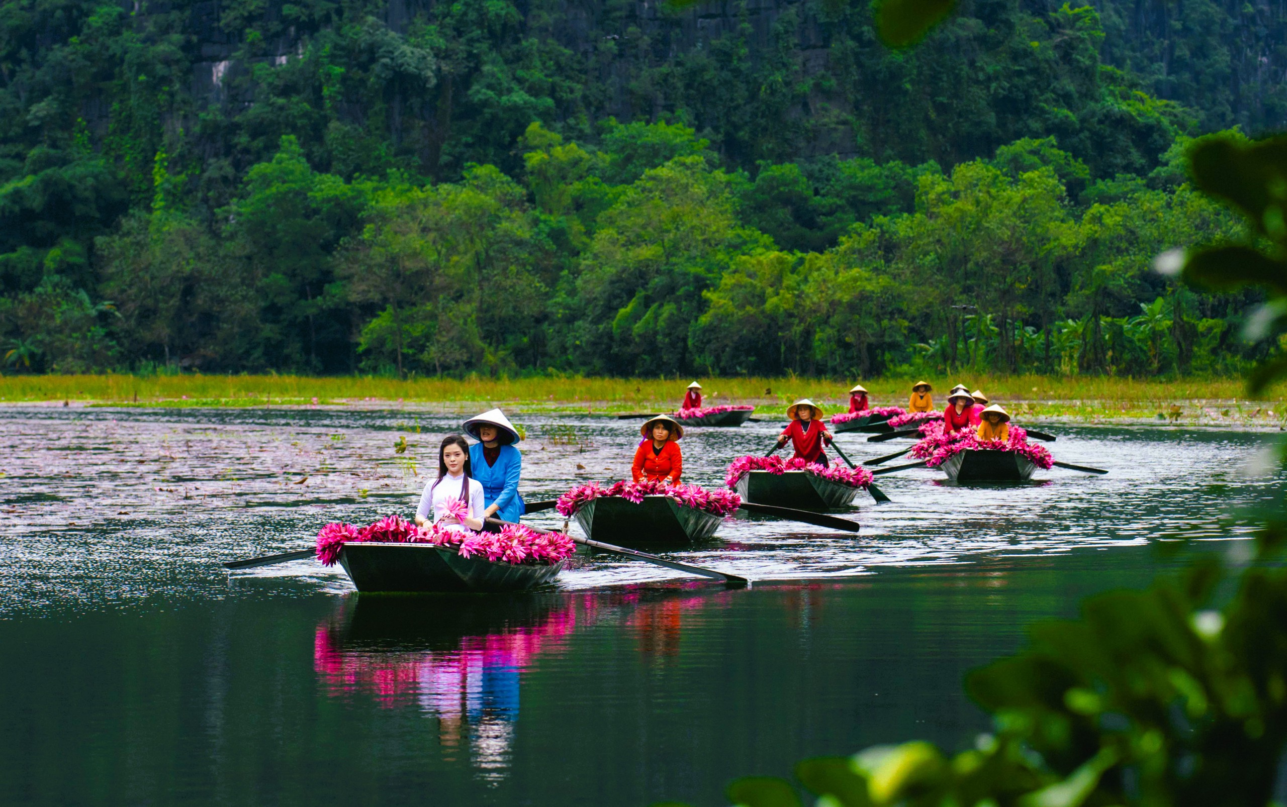 Tam Cốc ngọt lịm mùa hoa súng - Ảnh 2.