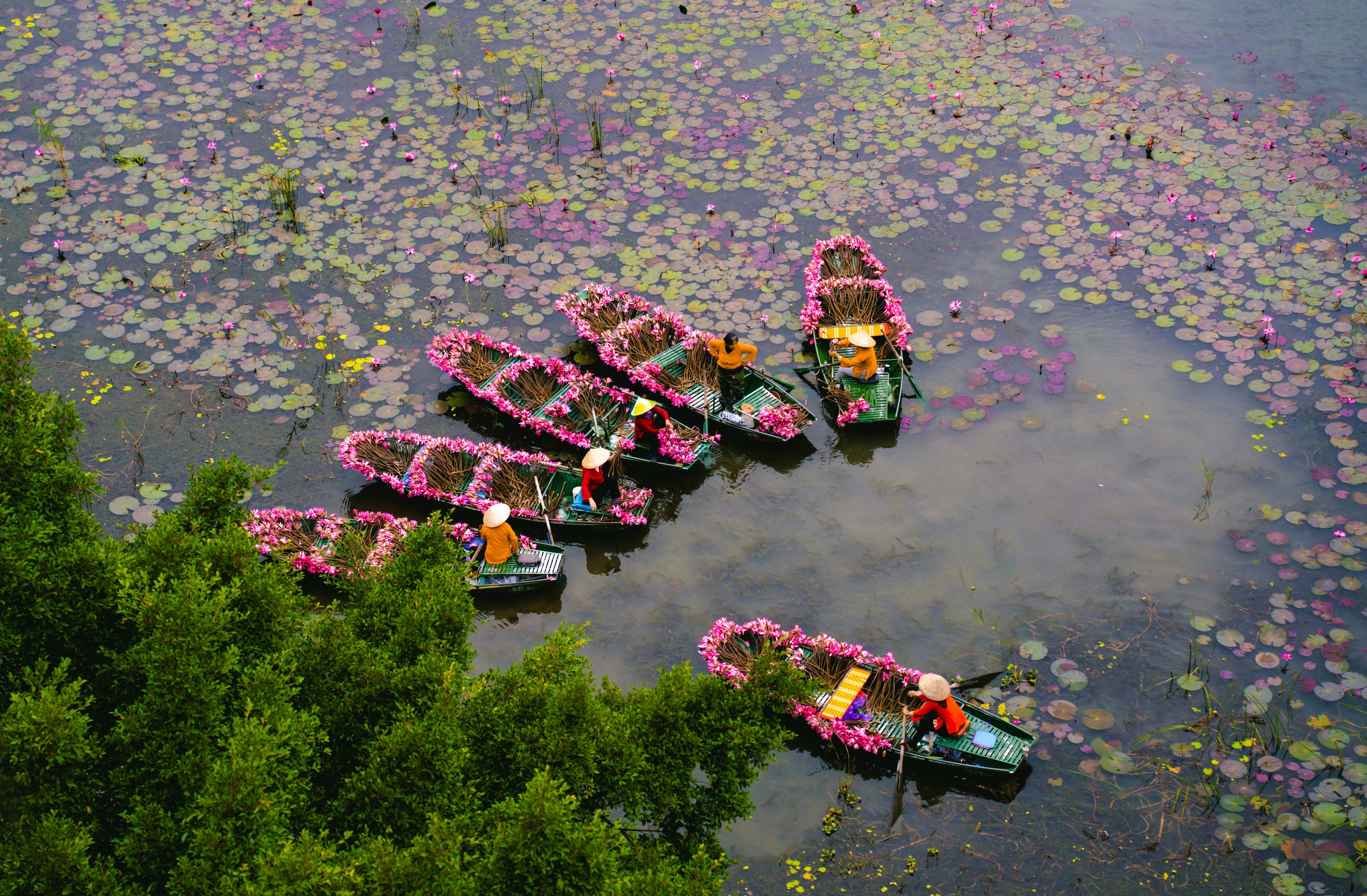 Tam Cốc ngọt lịm mùa hoa súng - Ảnh 14.