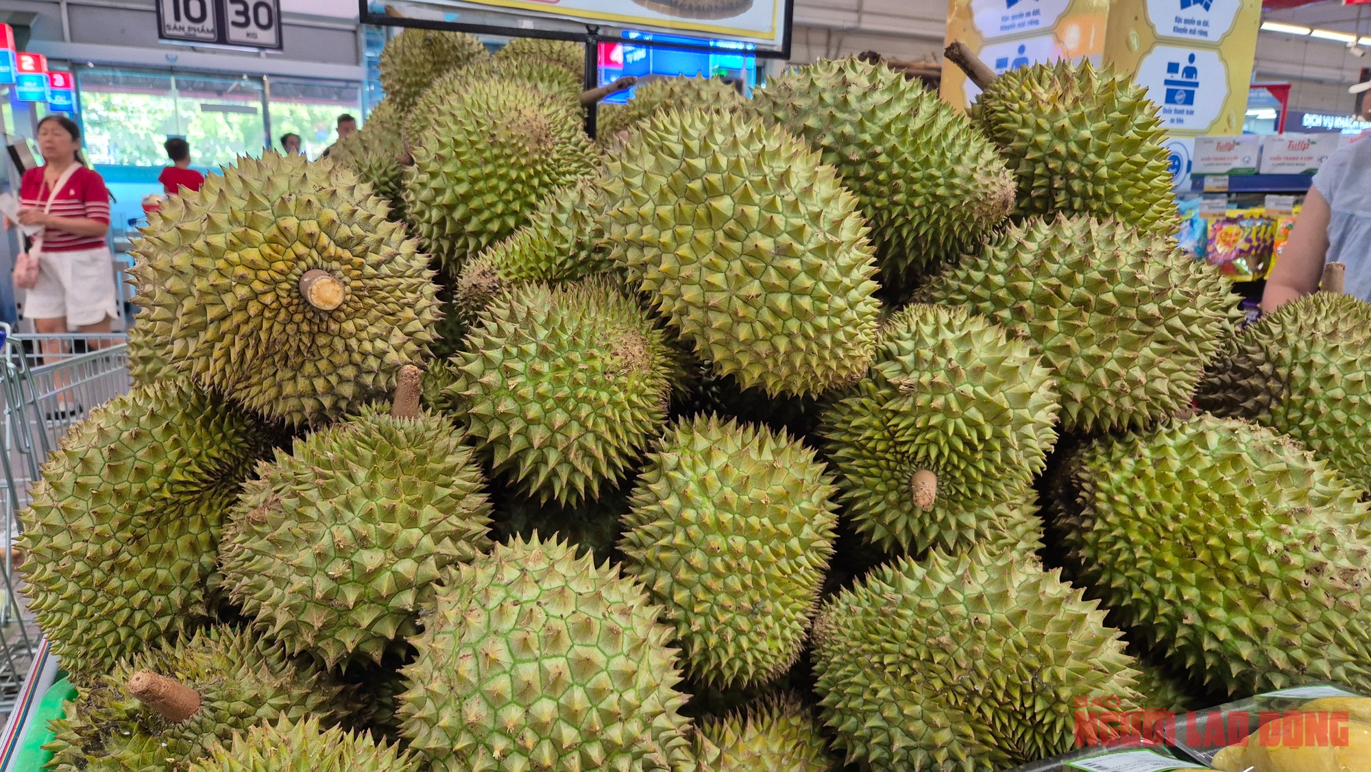 Giá sầu riêng tăng vọt nhưng nông dân vẫn kém vui - Ảnh 1.