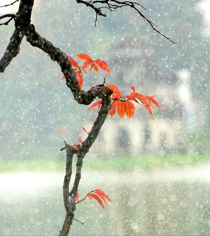 Nơi thời gian chạm nhẹ lụa sương - Ảnh 5.