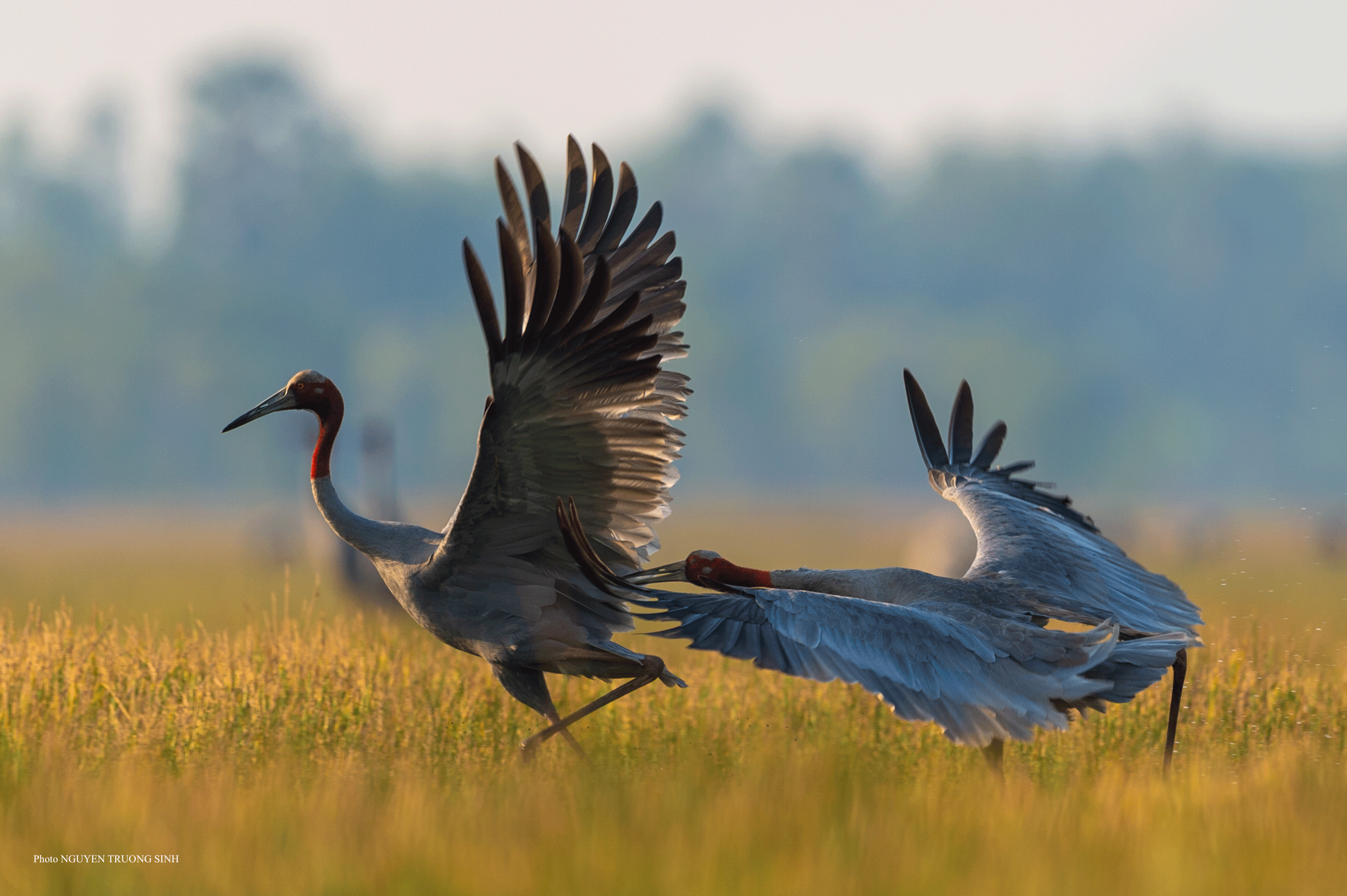 NHIẾP ẢNH GIA NGUYỄN TRƯỜNG SINH: Tôi chụp ảnh để bảo tồn sự sống - Ảnh 2.