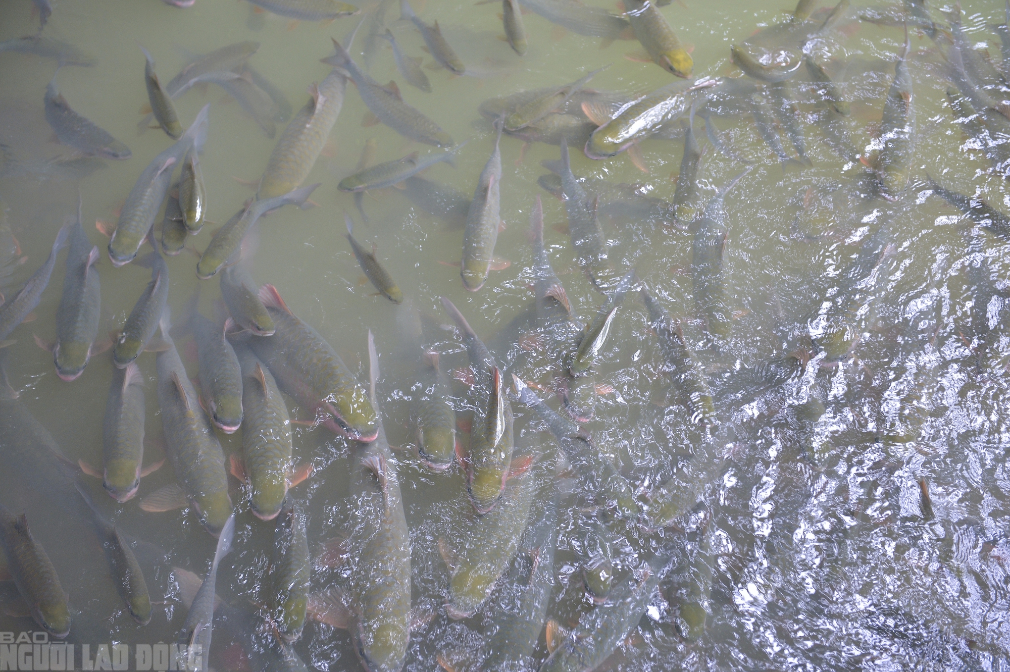 Có một suối "cá thần" khác ở Thanh Hóa mà nhiều người chưa biết - Ảnh 2.