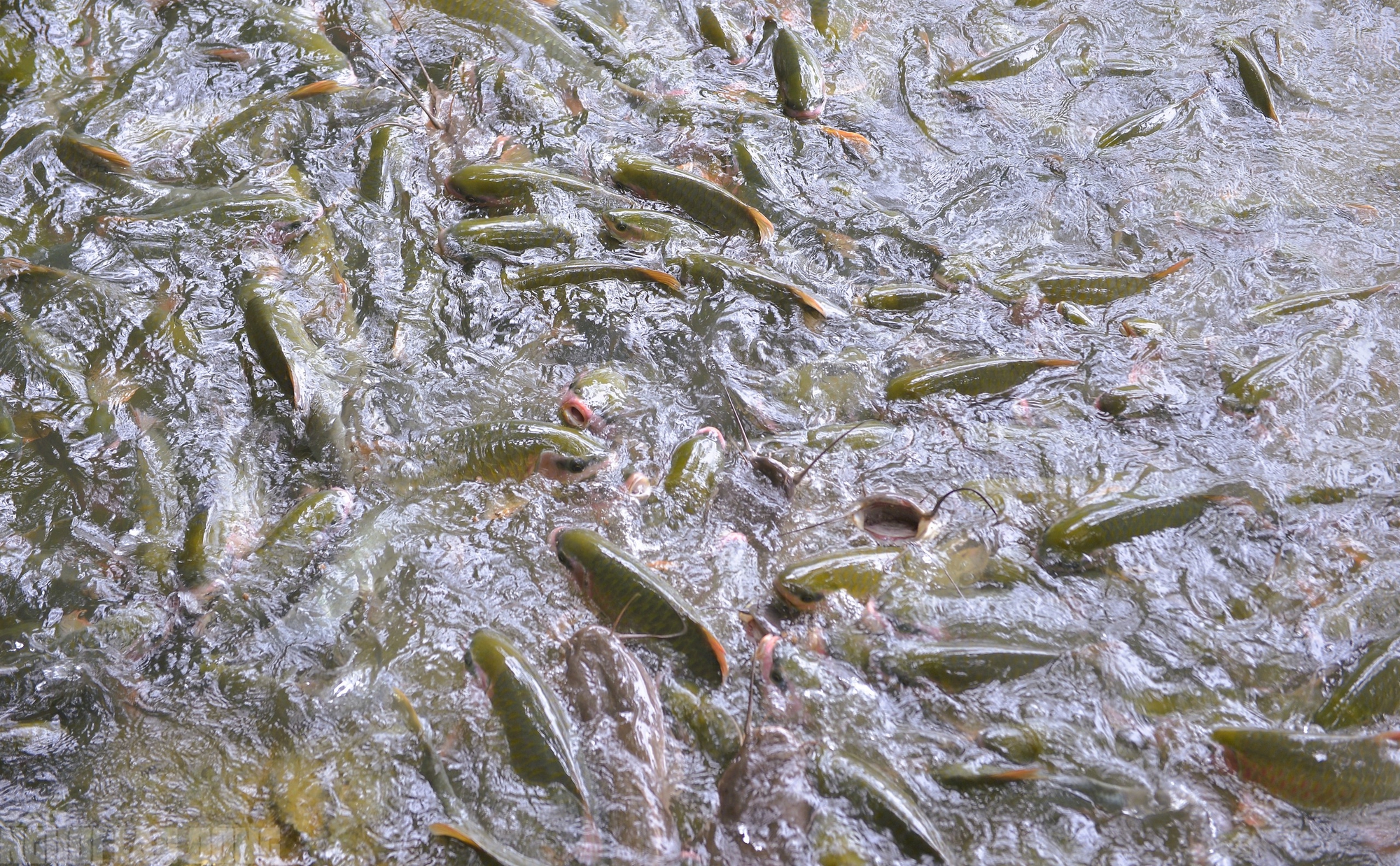 Có một suối "cá thần" khác ở Thanh Hóa mà nhiều người chưa biết - Ảnh 5.