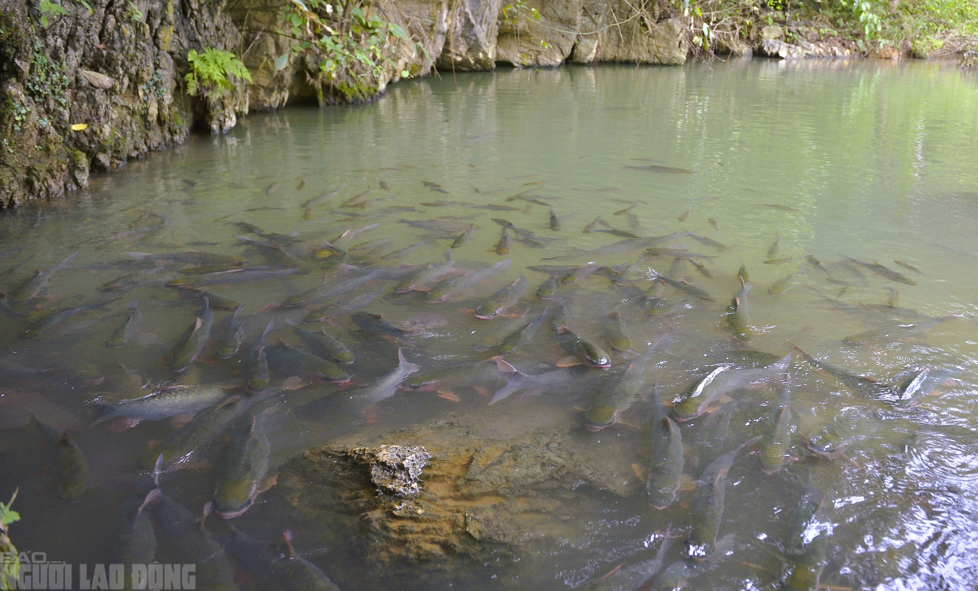 Có một suối "cá thần" khác ở Thanh Hóa mà nhiều người chưa biết - Ảnh 7.