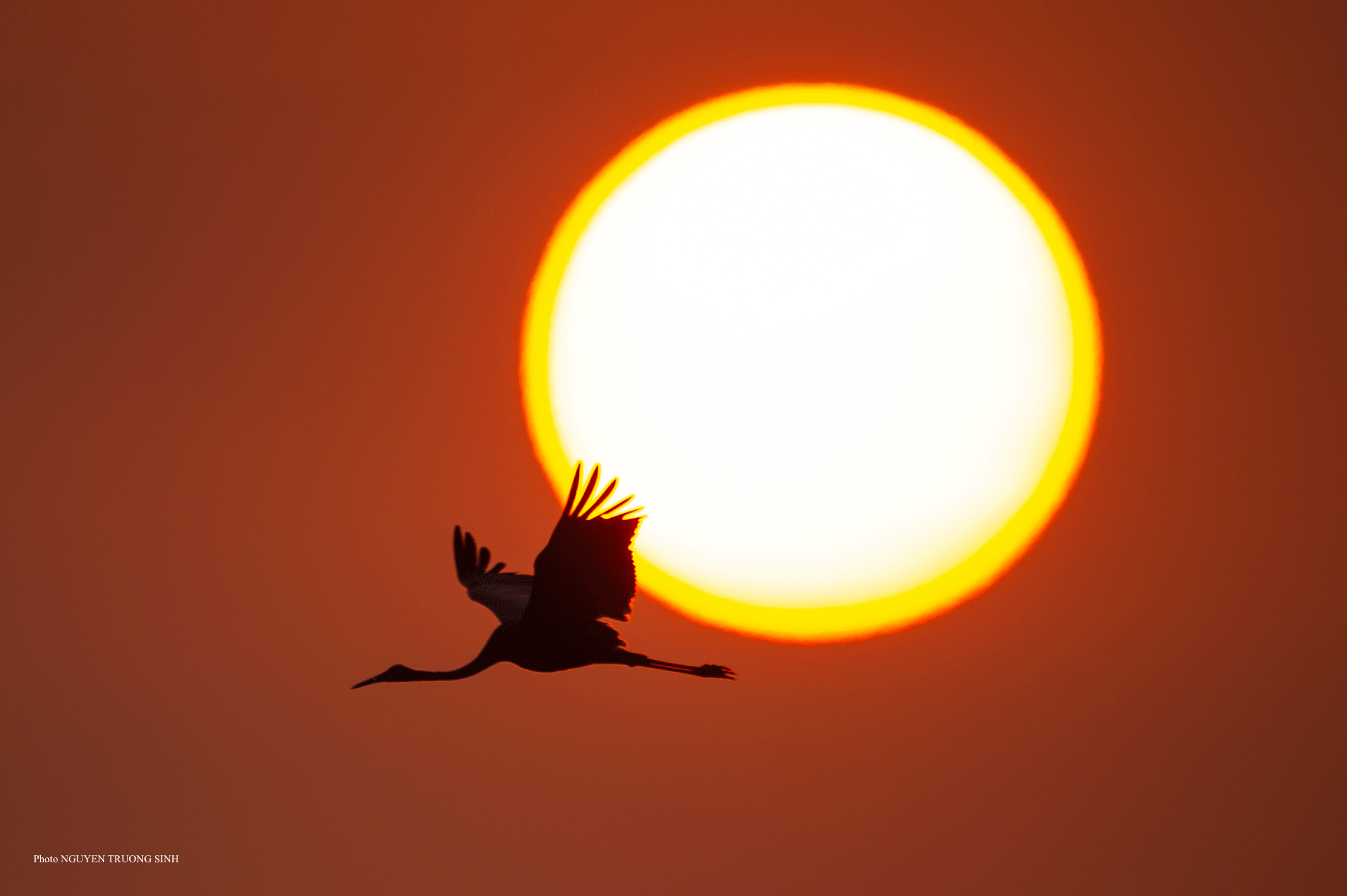 NHIẾP ẢNH GIA NGUYỄN TRƯỜNG SINH: Tôi chụp ảnh để bảo tồn sự sống - Ảnh 3.