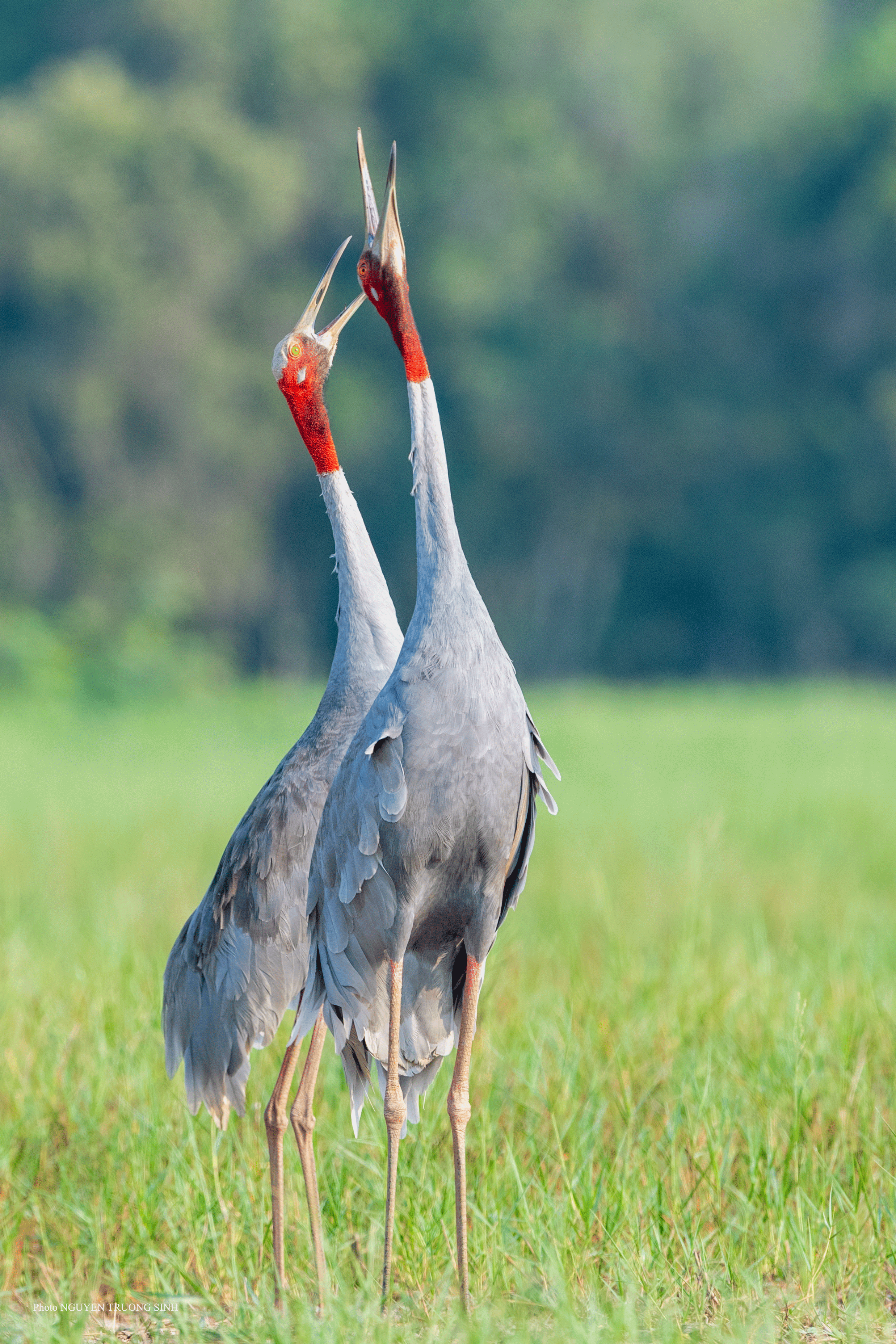 NHIẾP ẢNH GIA NGUYỄN TRƯỜNG SINH: Tôi chụp ảnh để bảo tồn sự sống - Ảnh 4.