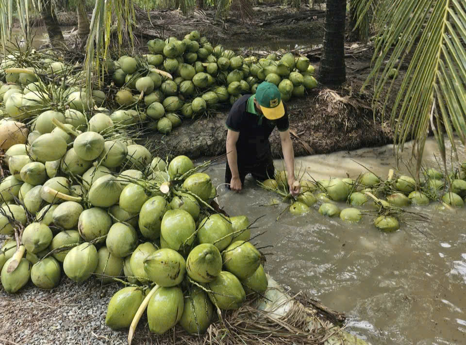 Giá dừa tươi giảm mạnh ảnh hưởng kinh tế Nông dân Việt Nam - Ảnh 2.