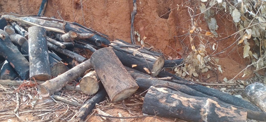 Gia Lai: Khẩn trương điều tra vụ xâm hại gần 95 ha rừng tại xã Kim Sơn - Ảnh 1. Gia Lai: Khẩn trương điều tra vụ xâm hại gần 95 ha rừng tại xã Kim Sơn - Ảnh 1.