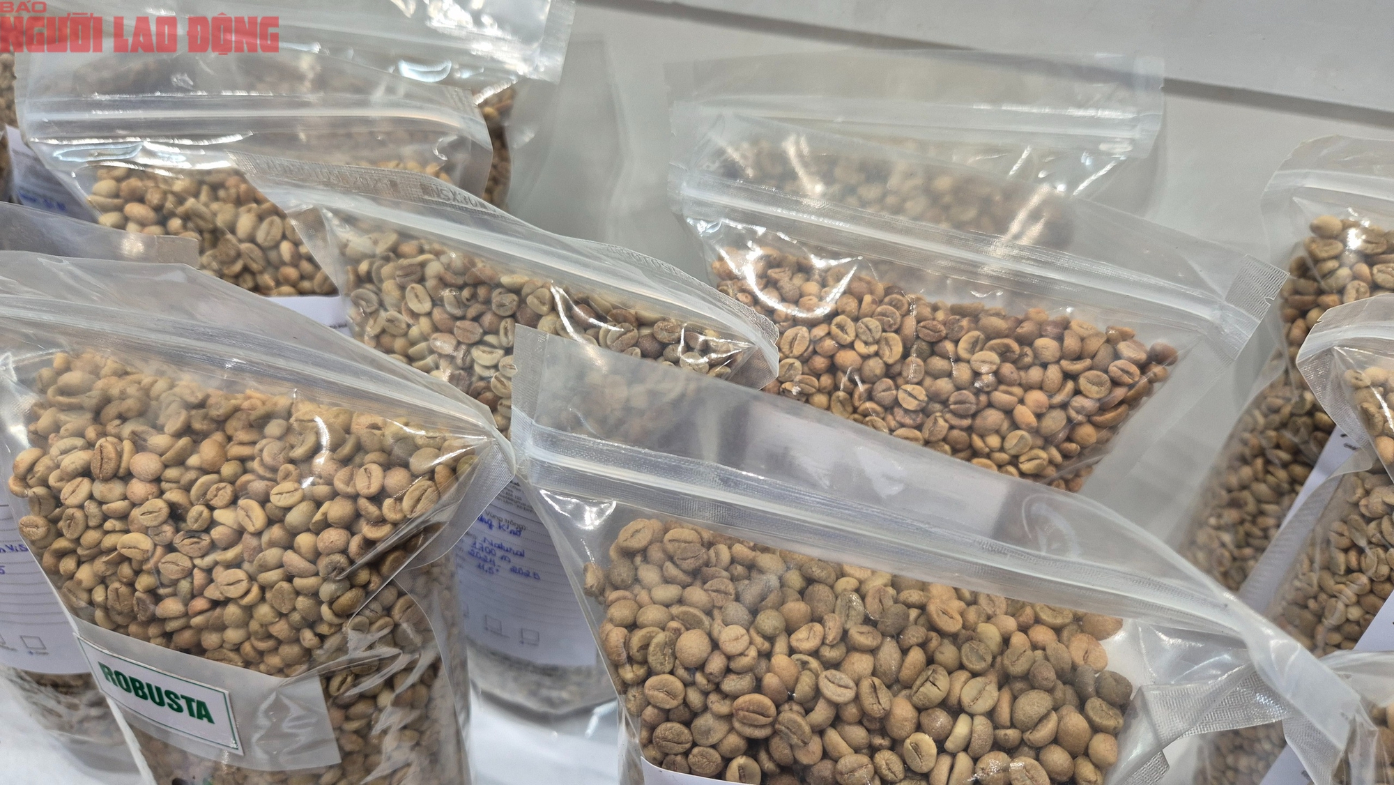 - Ảnh 2. - Ảnh 2.