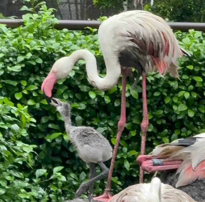 Sau 20 năm, hồng hạc lần đầu làm mẹ giữa lòng Thảo Cầm Viên - Ảnh 1.