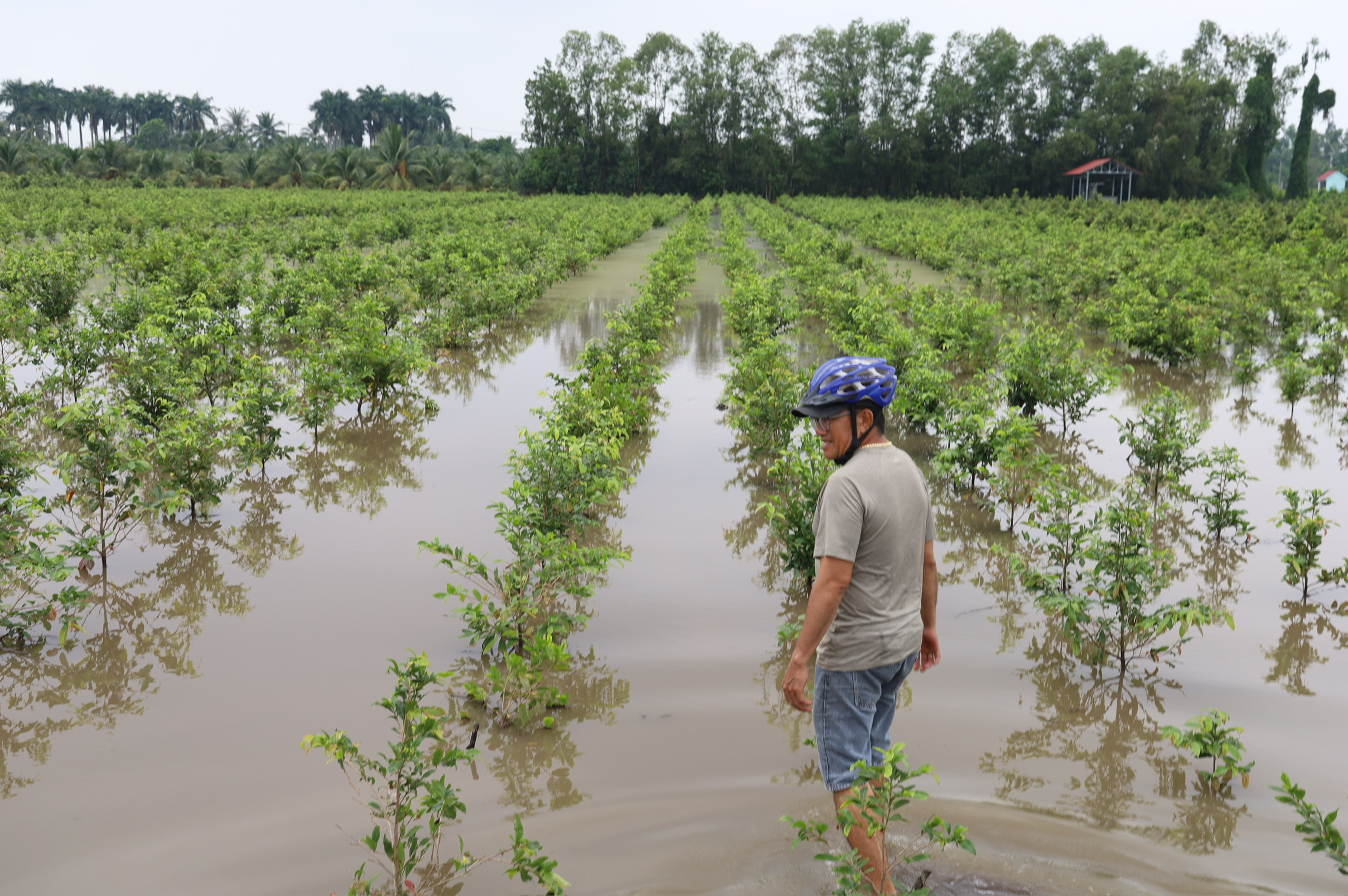 Vựa mai Bình Lợi thoát ngập sau 4 ngày “giành lại sự sống” - Ảnh 1.