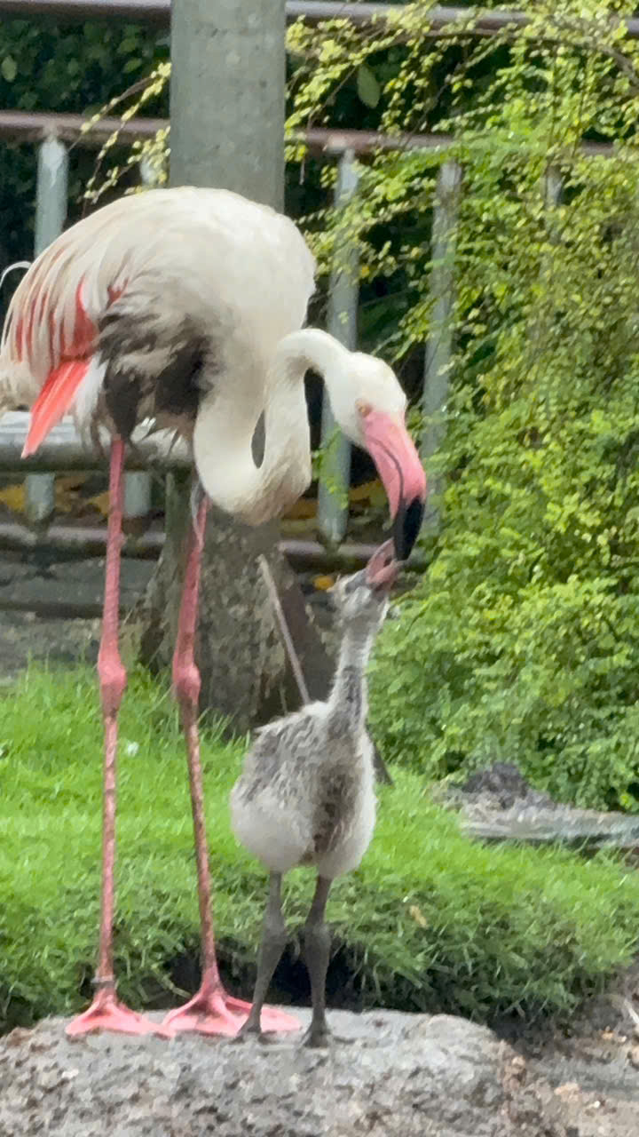 Sau 20 năm, hồng hạc lần đầu làm mẹ giữa lòng Thảo Cầm Viên - Ảnh 3.