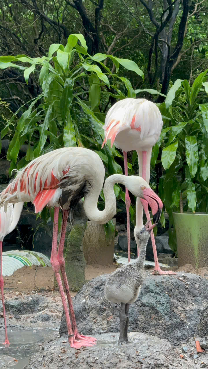 Sau 20 năm, hồng hạc lần đầu làm mẹ giữa lòng Thảo Cầm Viên - Ảnh 2.