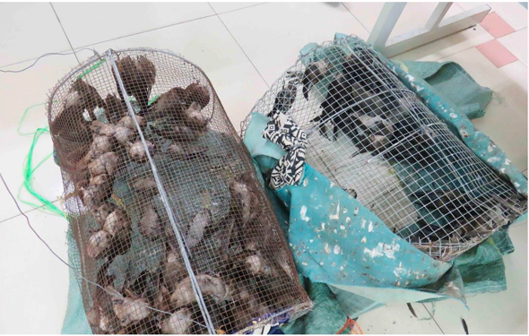 Cấp thiết bảo vệ đàn yến Việt Nam - Ảnh 1.