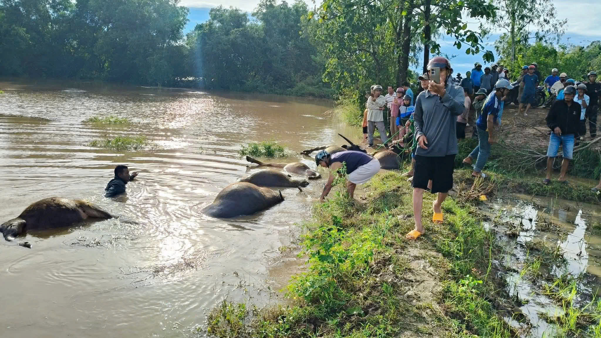 Thiệt hại Do bão số 13 Kalmaegi: 23 Con trâu chết ngạt nước ngòai đồng - Ảnh 2.