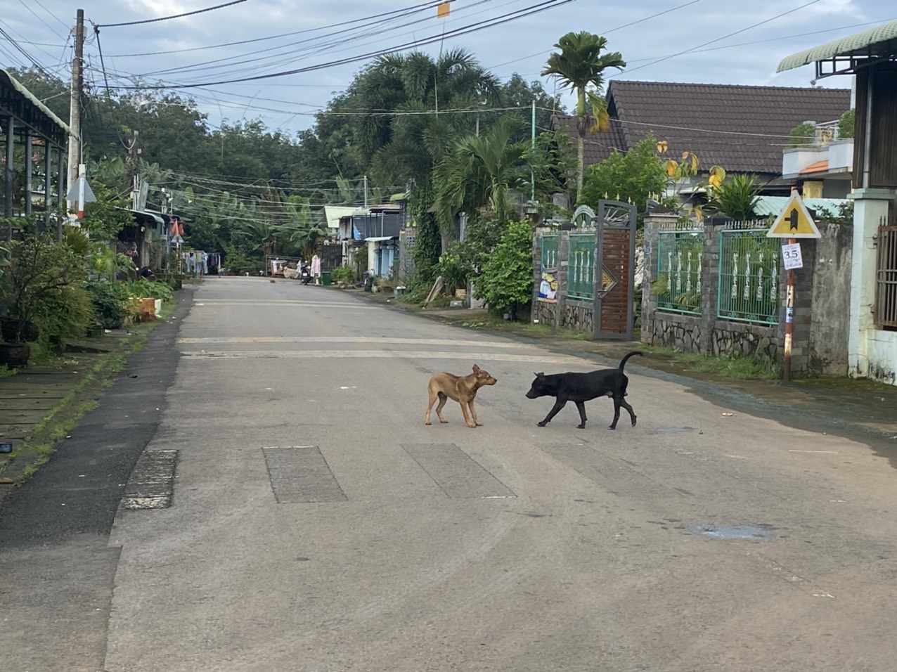 Nam thanh niên tử vong sau hơn 20 ngày bị chó cắn - Ảnh 1.