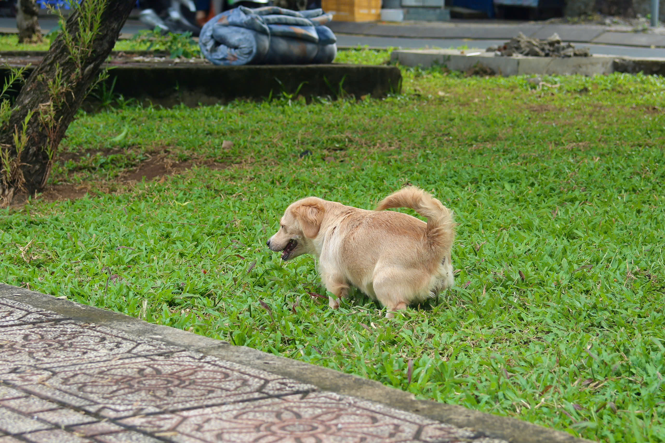 - Ảnh 10. - Ảnh 10.