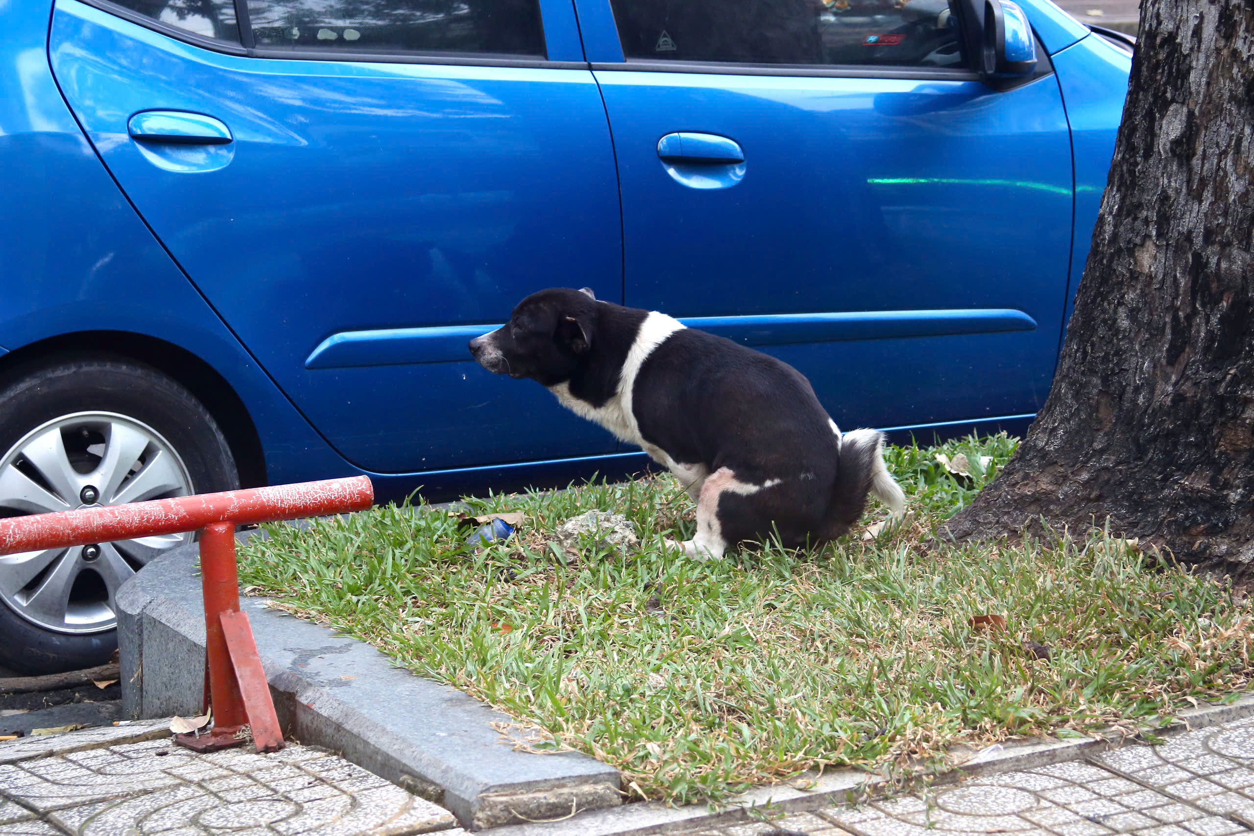 - Ảnh 9. - Ảnh 9.