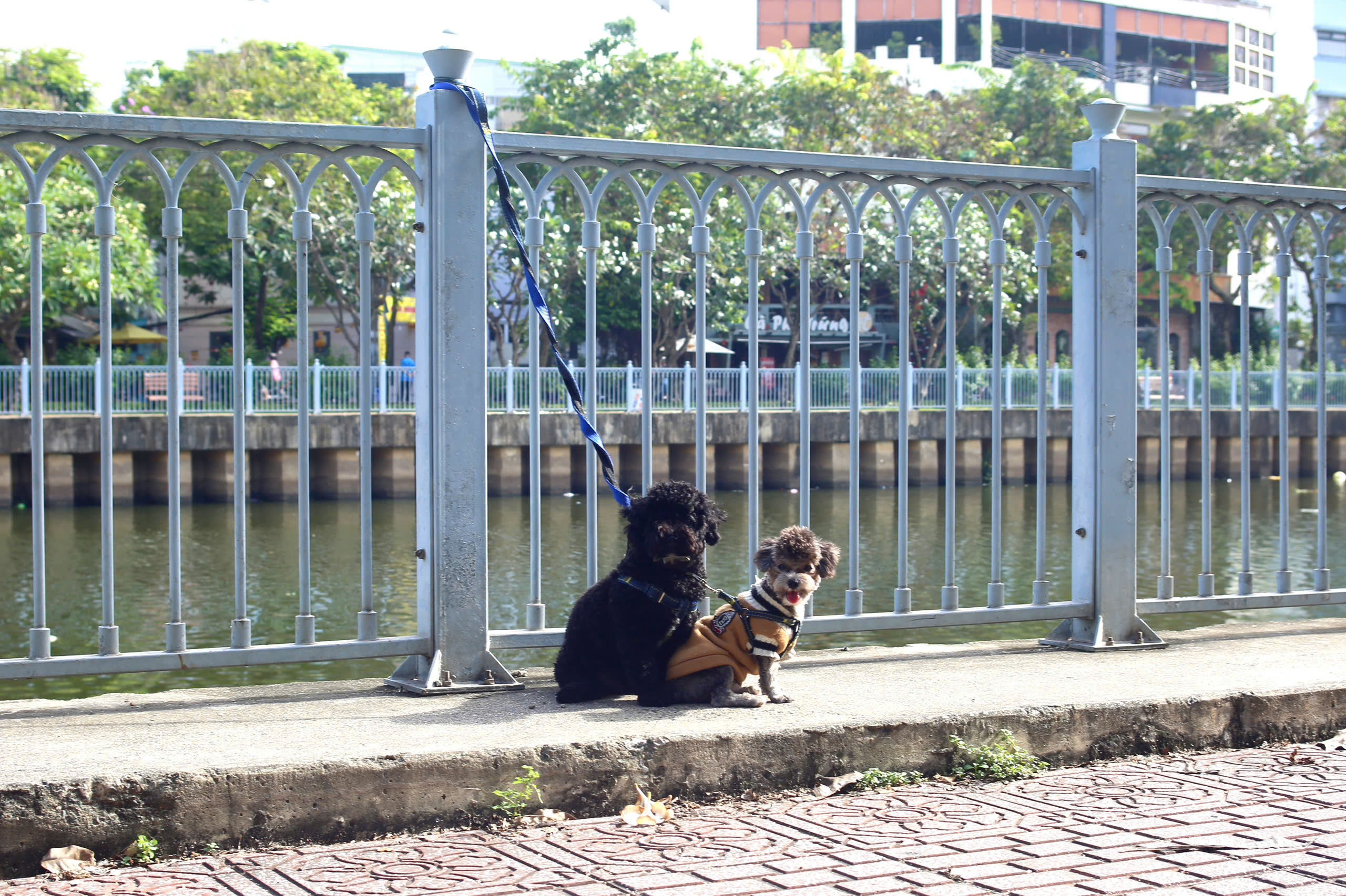 - Ảnh 15. - Ảnh 15.