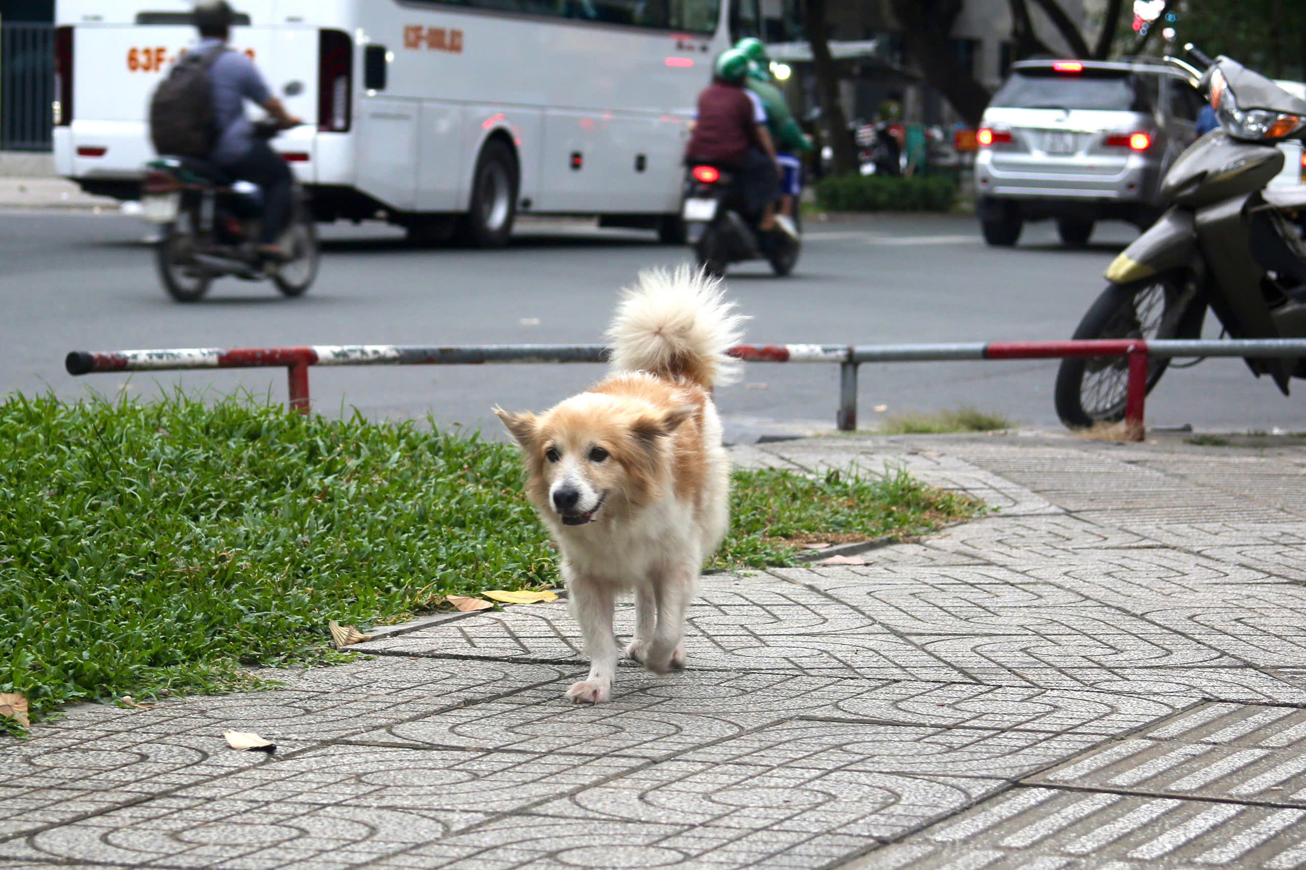 - Ảnh 6. - Ảnh 6.