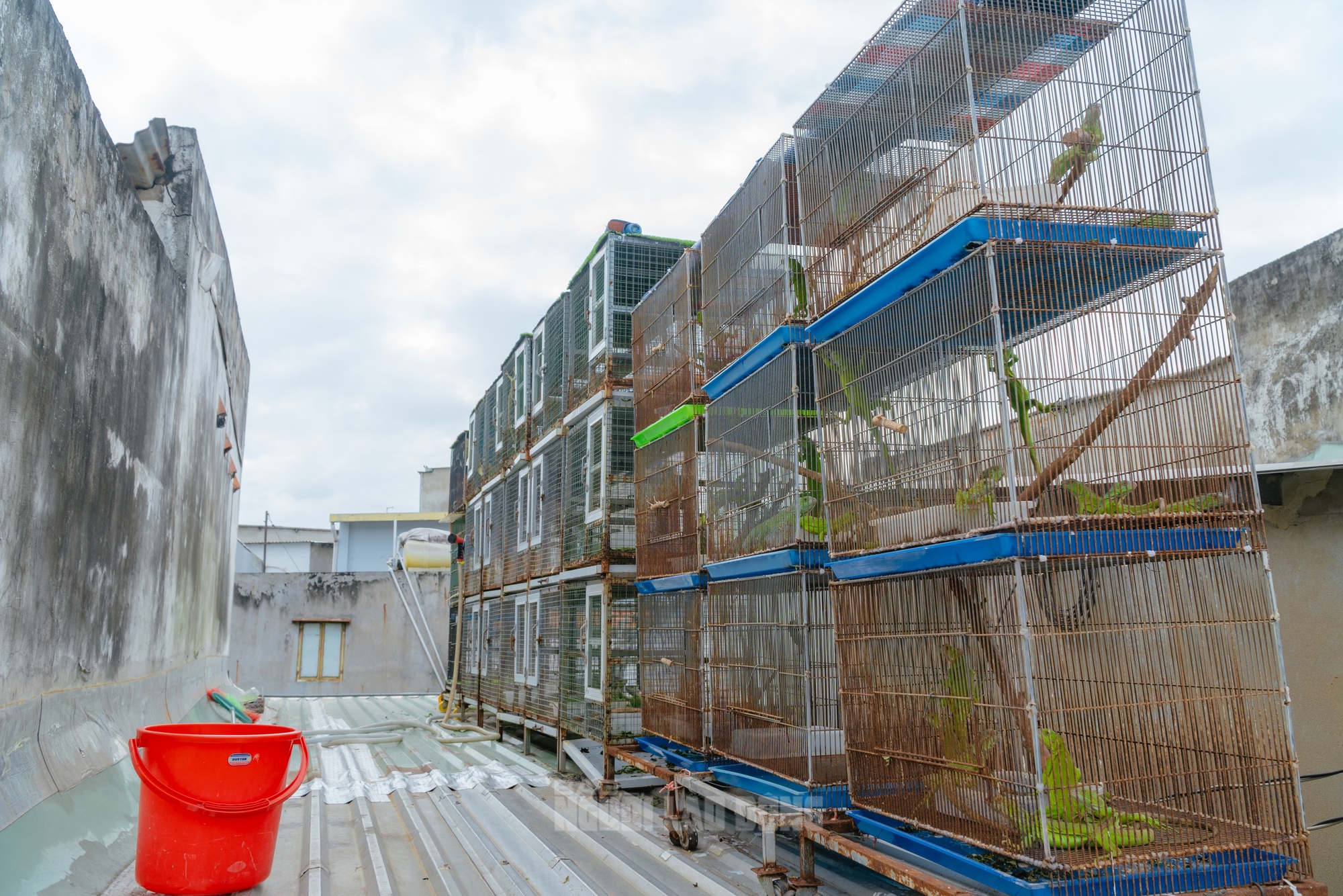 VIDEO: Đột kích căn nhà ở Bình Thạnh, phát hiện 202 con kỳ nhông nuôi nhốt trái phép - Ảnh 5.