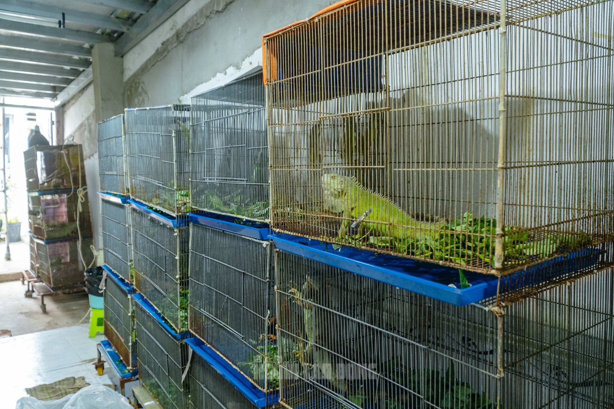 VIDEO: Đột kích căn nhà ở Bình Thạnh, phát hiện 202 con kỳ nhông nuôi nhốt trái phép - Ảnh 6.