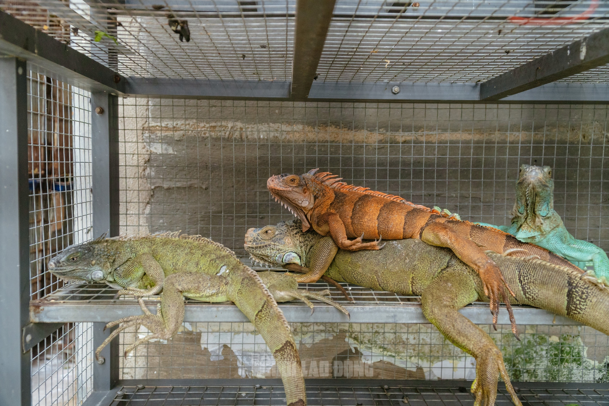 VIDEO: Đột kích căn nhà ở Bình Thạnh, phát hiện 202 con kỳ nhông nuôi nhốt trái phép - Ảnh 7.