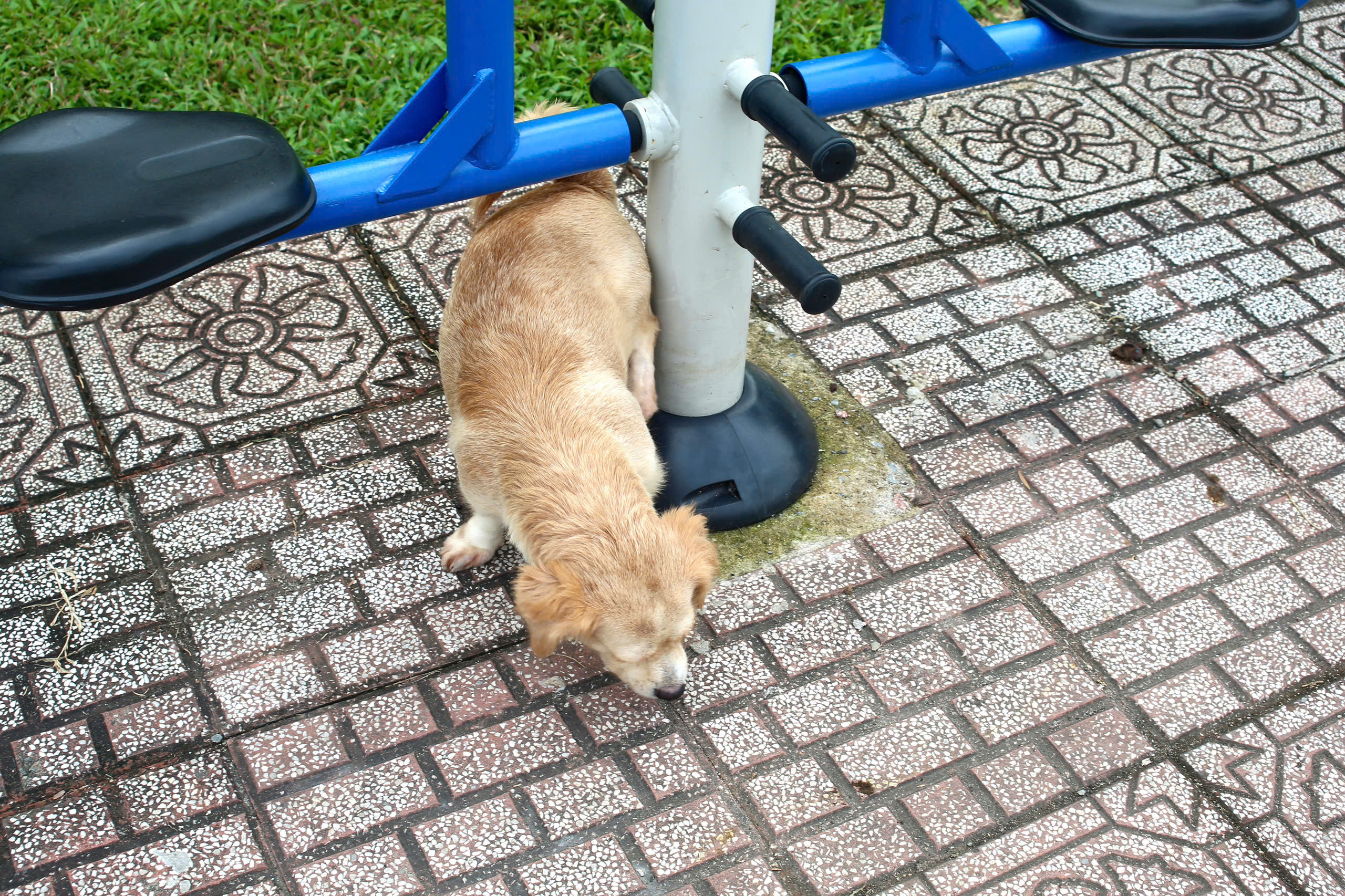 - Ảnh 8. - Ảnh 8.