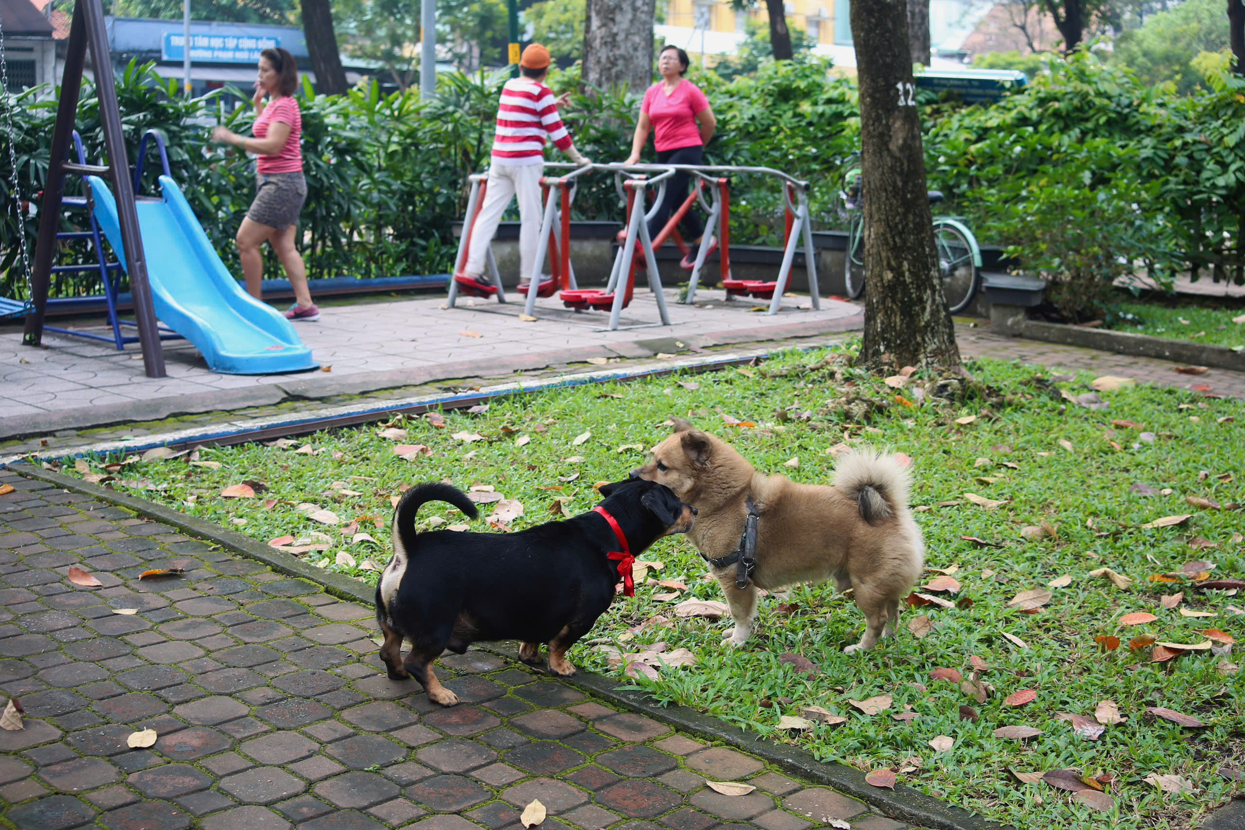 - Ảnh 5. - Ảnh 5.