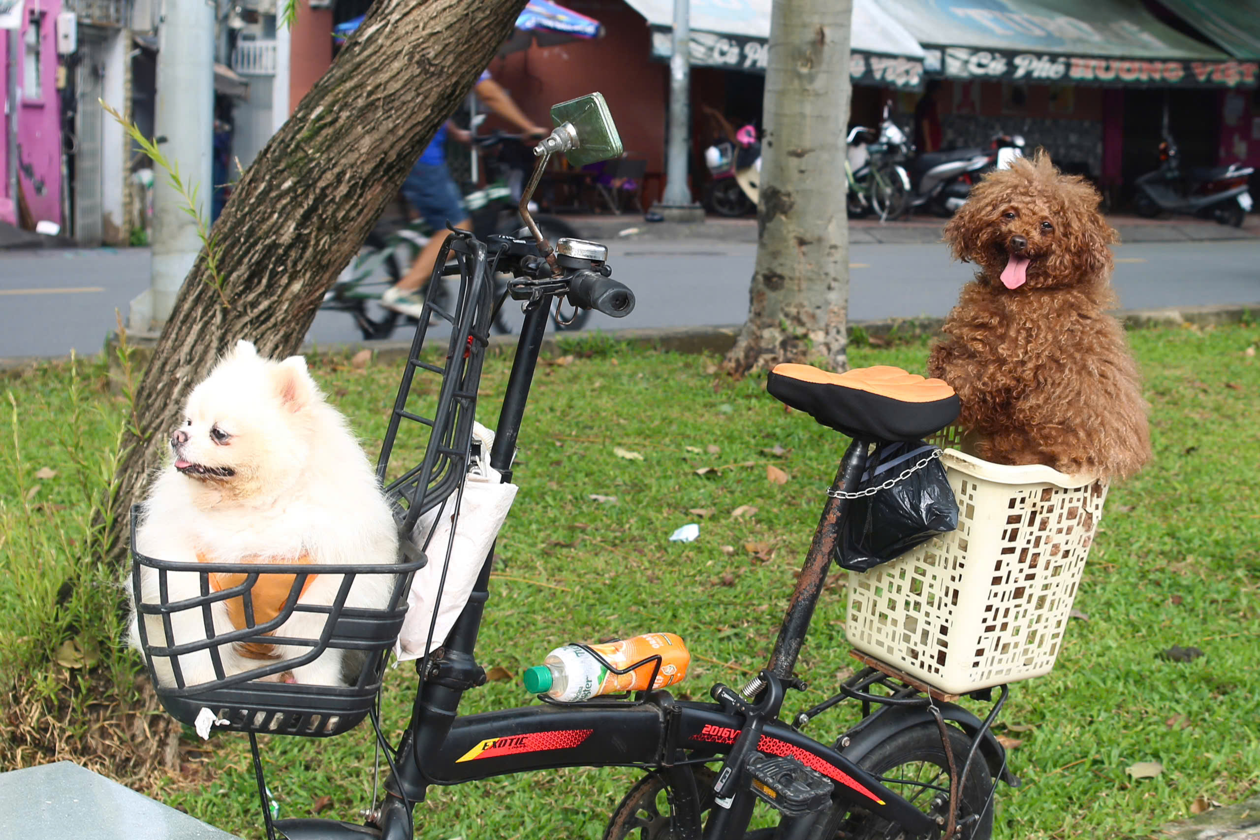 - Ảnh 14. - Ảnh 14.