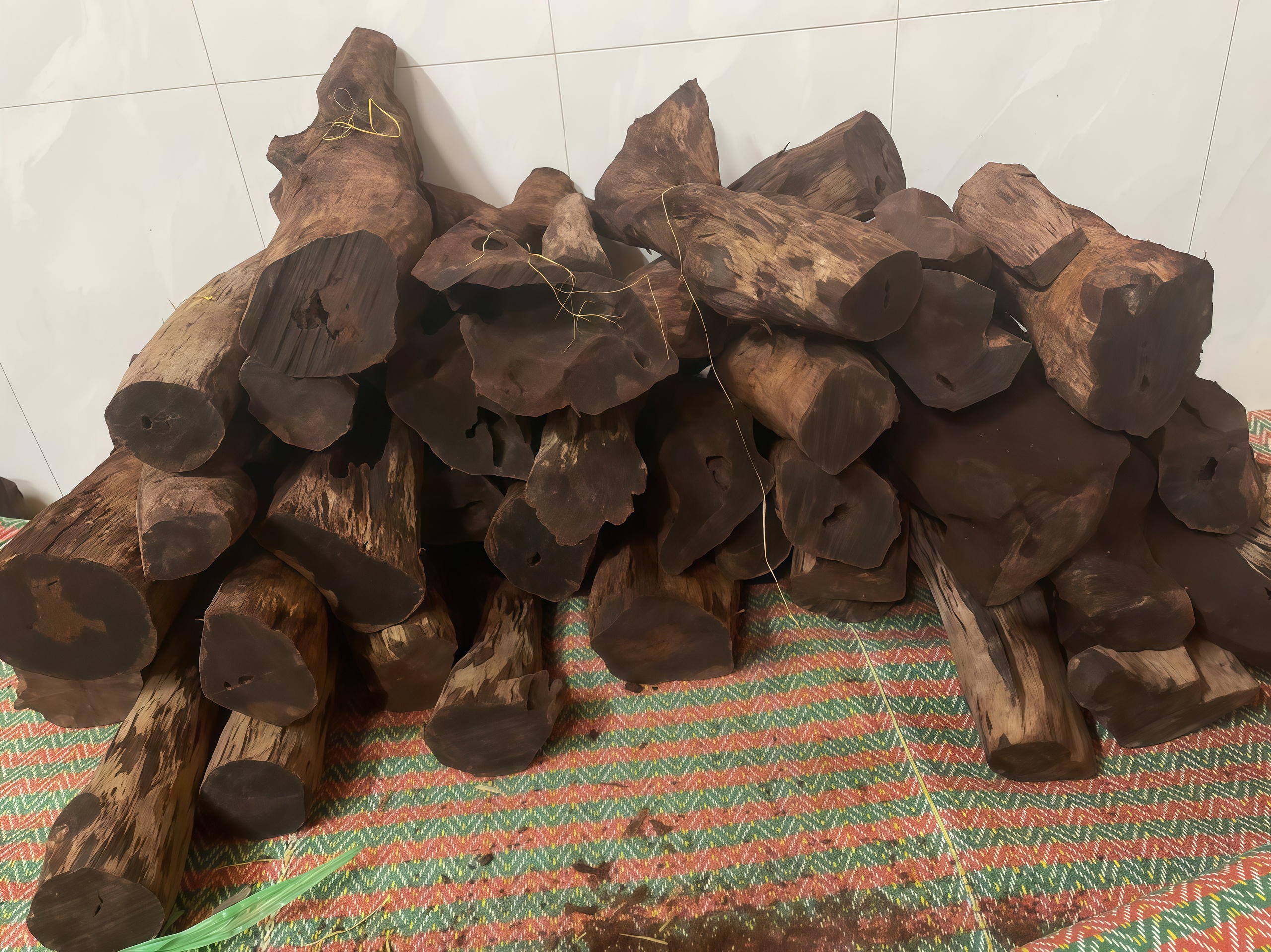 Gỗ mán đỉa Quảng Trị: Cơn sốt giá cao và nguy cơ xâm hại rừng tự nhiên - Ảnh 1. Gỗ mán đỉa Quảng Trị: Cơn sốt giá cao và nguy cơ xâm hại rừng tự nhiên - Ảnh 1.