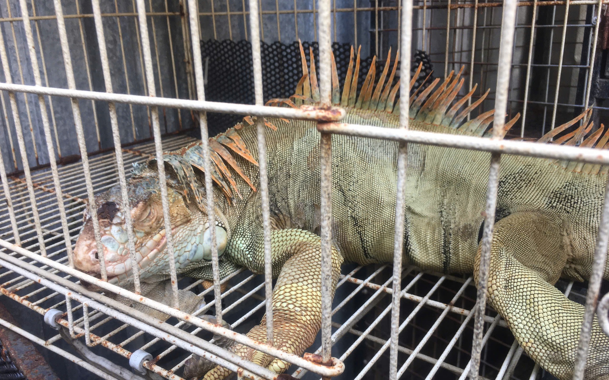 Bắt quả tang một cơ sở đang nuôi nhốt nhiều hổ, gấu, báo tại TPHCM - Ảnh 2.