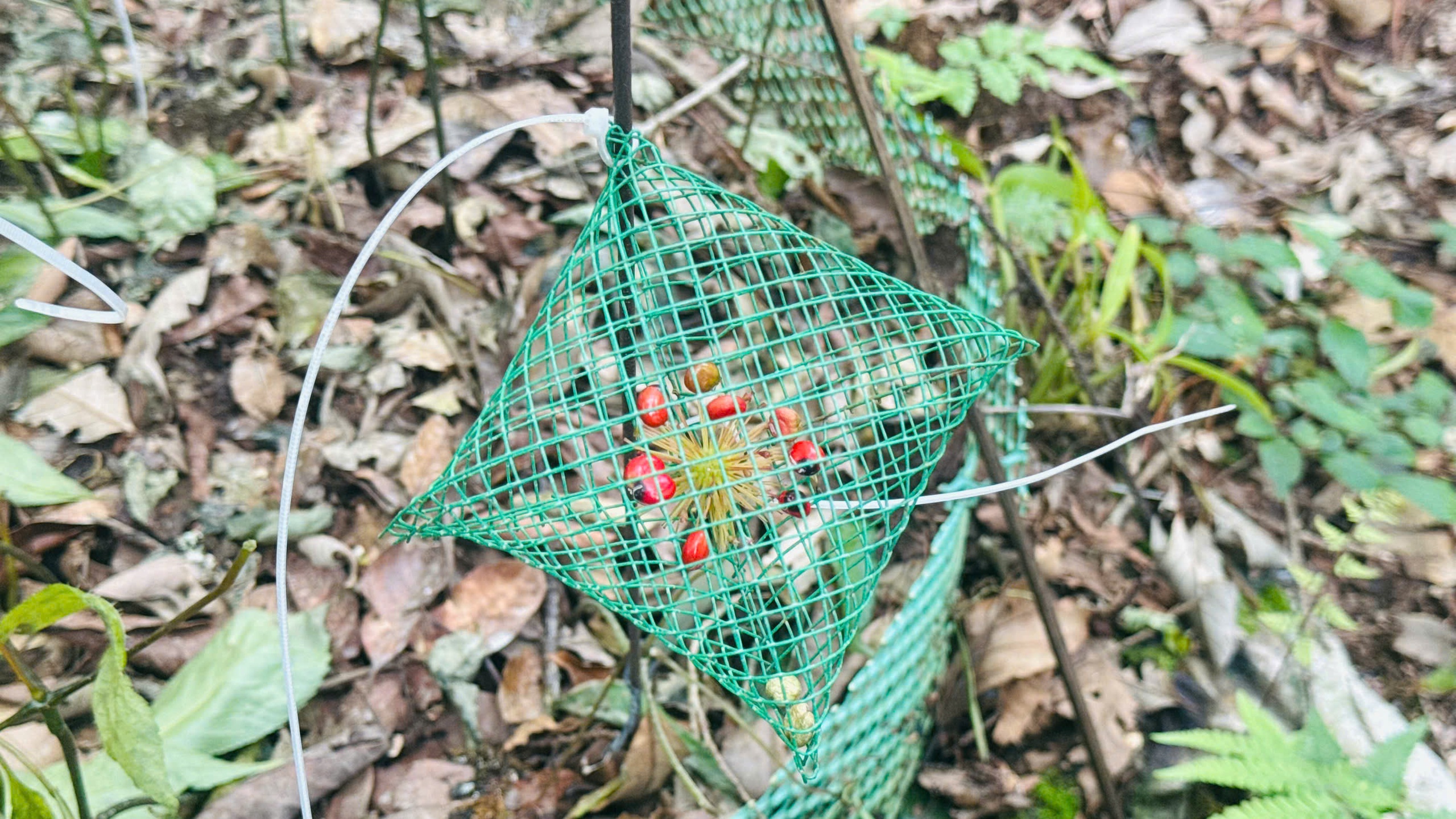 Sâm Ngọc Linh "chìa khóa" thoát nghèo cho người Xơ Đăng - Ảnh 5.