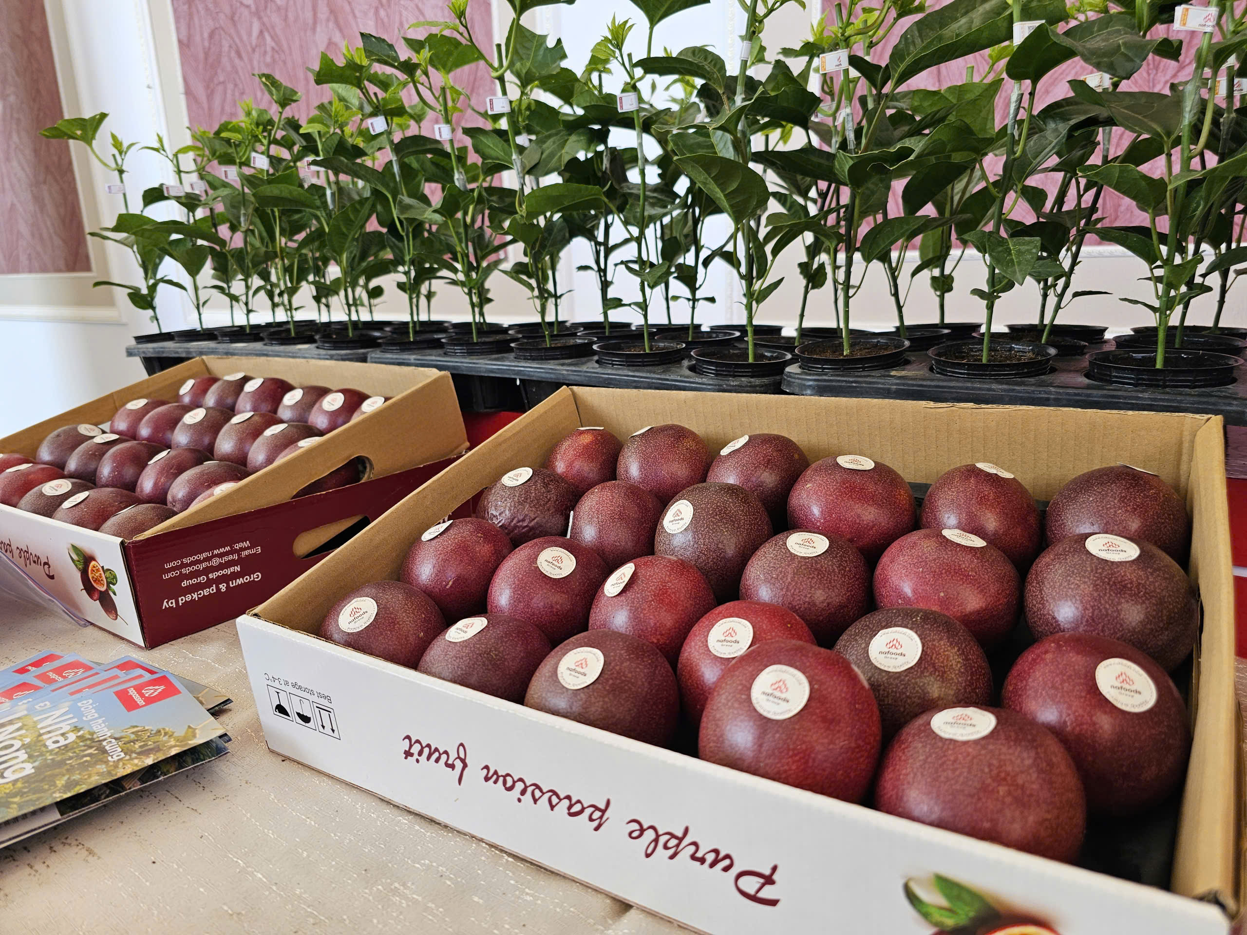 - Ảnh 1. - Ảnh 1.