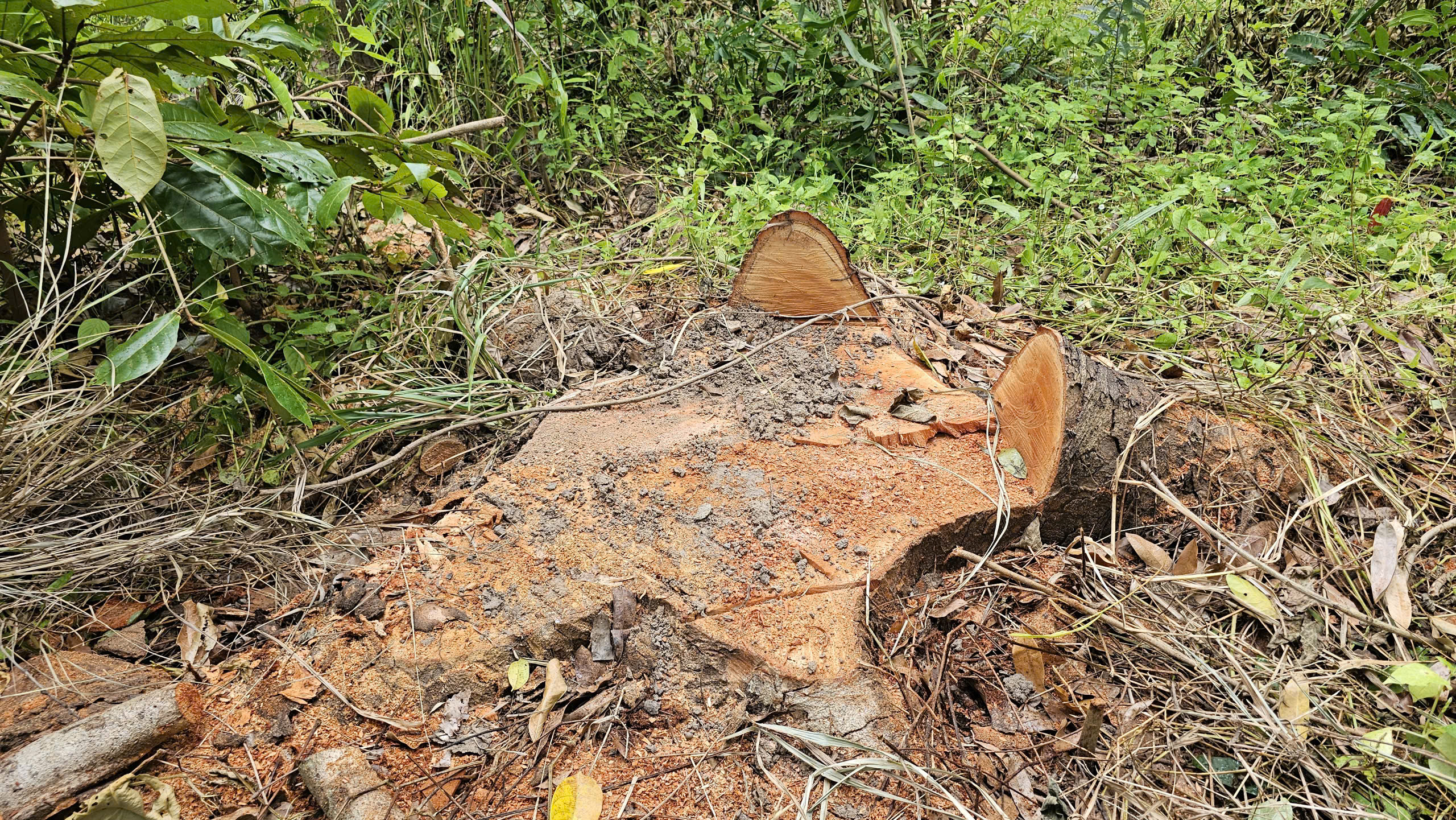 Cần Thơ điều tra vụ đốn hạ 42 cây xanh tại Khu văn hóa hồ Nước Ngọt - Ảnh 4. Cần Thơ điều tra vụ đốn hạ 42 cây xanh tại Khu văn hóa hồ Nước Ngọt - Ảnh 4.