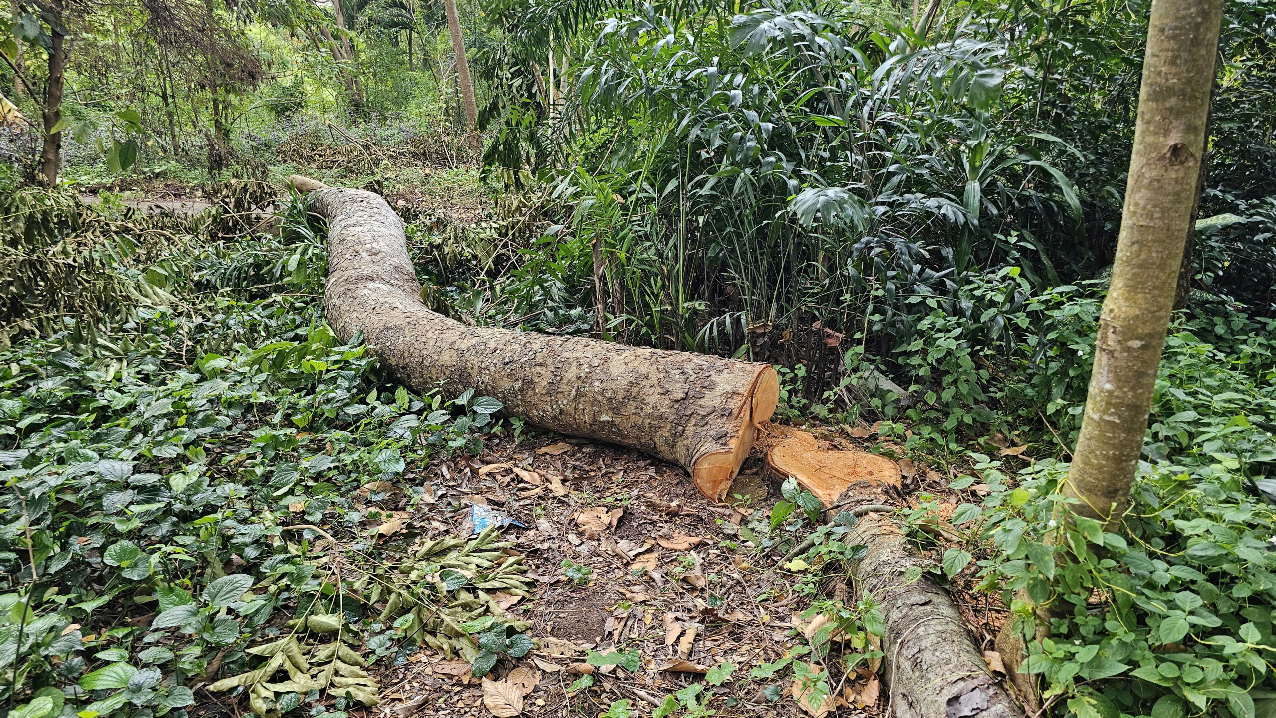 Cần Thơ điều tra vụ đốn hạ 42 cây xanh tại Khu văn hóa hồ Nước Ngọt - Ảnh 3. Cần Thơ điều tra vụ đốn hạ 42 cây xanh tại Khu văn hóa hồ Nước Ngọt - Ảnh 3.