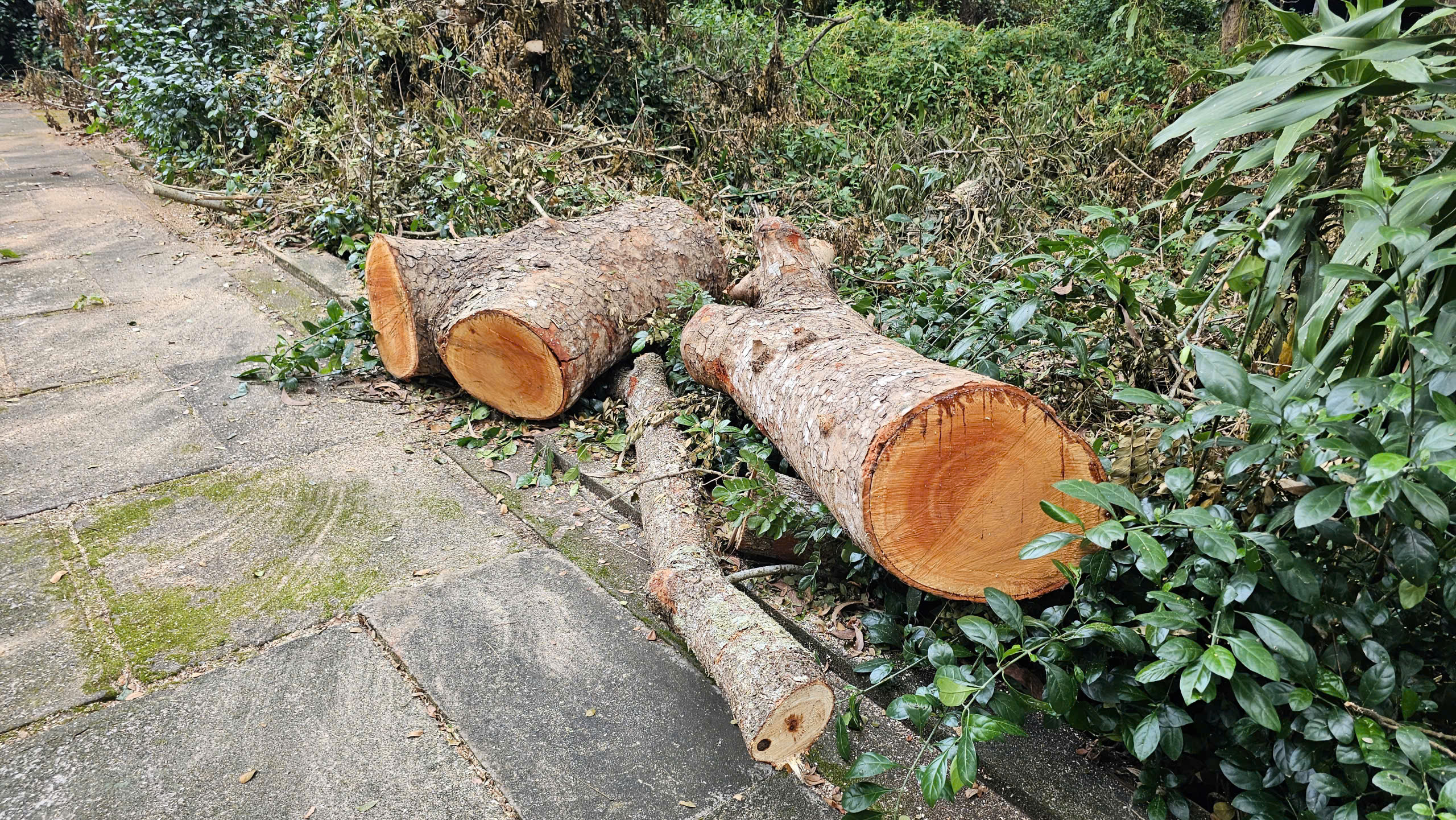 Cần Thơ điều tra vụ đốn hạ 42 cây xanh tại Khu văn hóa hồ Nước Ngọt - Ảnh 2. Cần Thơ điều tra vụ đốn hạ 42 cây xanh tại Khu văn hóa hồ Nước Ngọt - Ảnh 2.