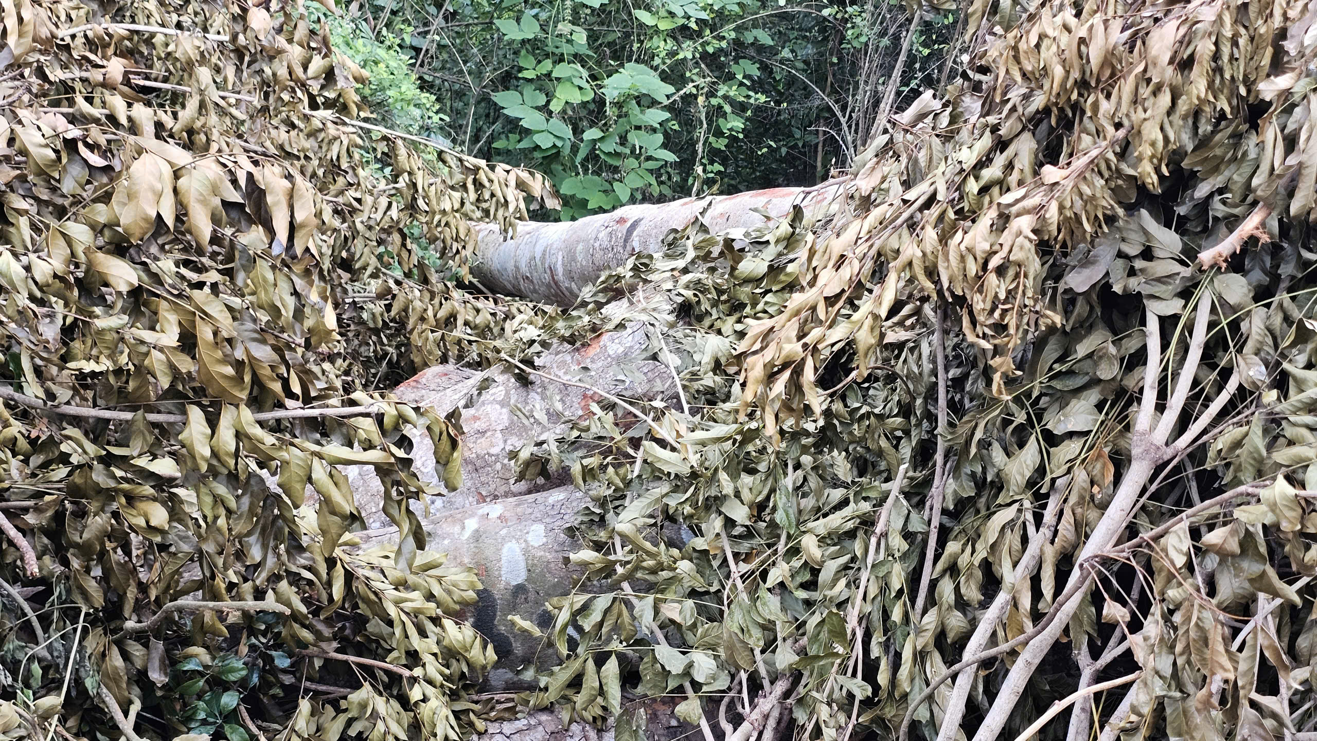 Cần Thơ điều tra vụ đốn hạ 42 cây xanh tại Khu văn hóa hồ Nước Ngọt - Ảnh 5. Cần Thơ điều tra vụ đốn hạ 42 cây xanh tại Khu văn hóa hồ Nước Ngọt - Ảnh 5.