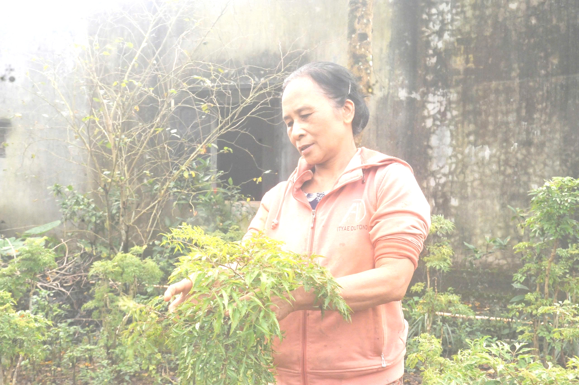 Trồng dược liệu thoát nghèo - Ảnh 1.