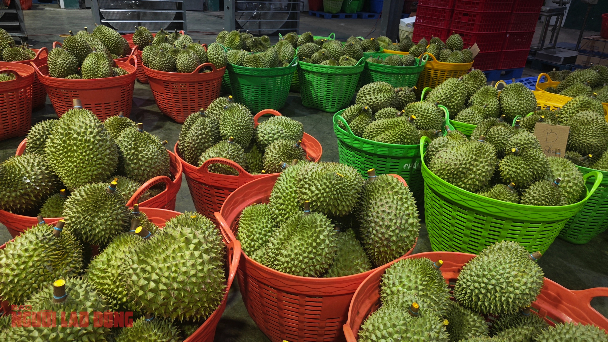 Giá sầu riêng tiếp tục giảm mạnh nông dân lo lắng thua lỗ - Ảnh 2. Giá sầu riêng tiếp tục giảm mạnh nông dân lo lắng thua lỗ - Ảnh 2.