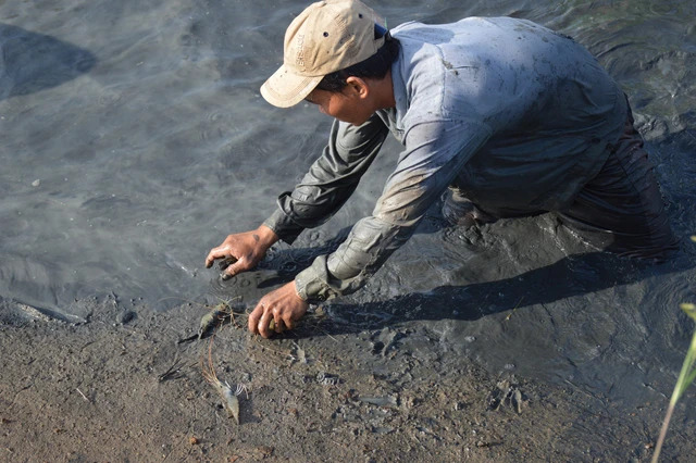 VIDEO: Nông dân miền Tây quậy bùn vần công bắt tôm càng xanh - Ảnh 3.