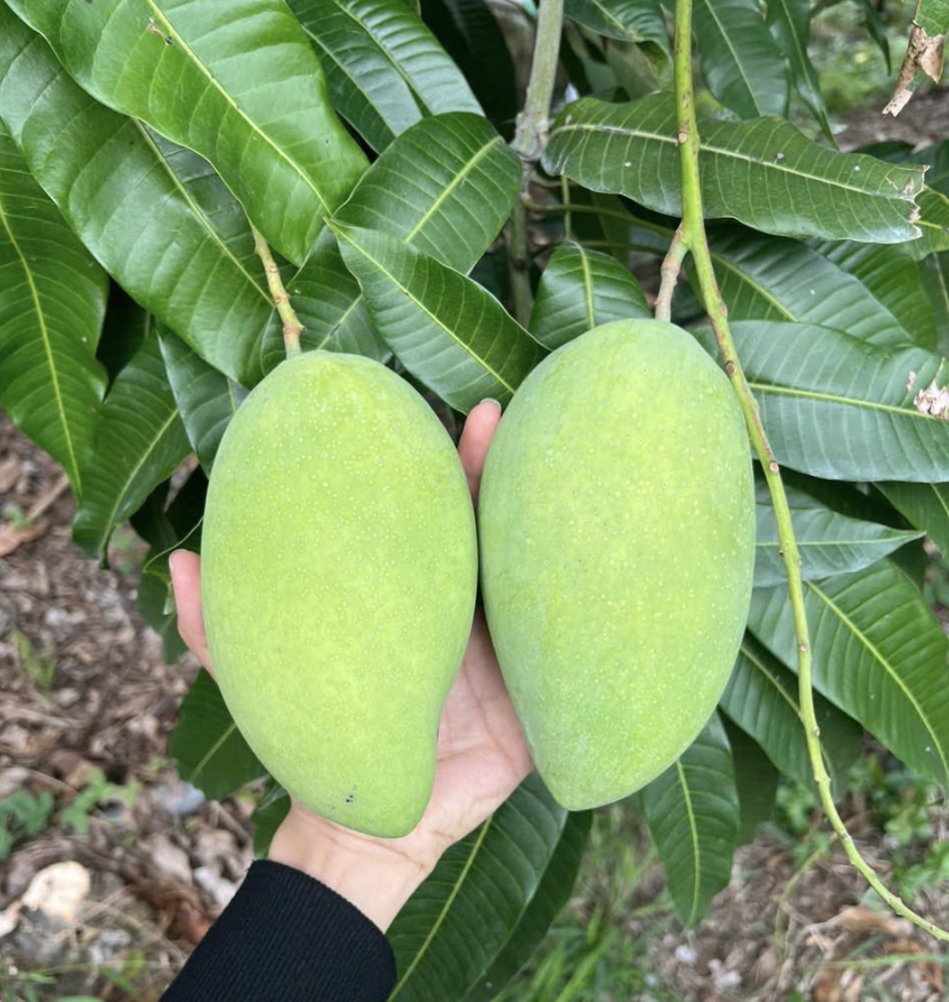 Nhà vườn ở miền Tây không còn xoài cát Hòa Lộc để bán vì "cháy" hàng - Ảnh 1.